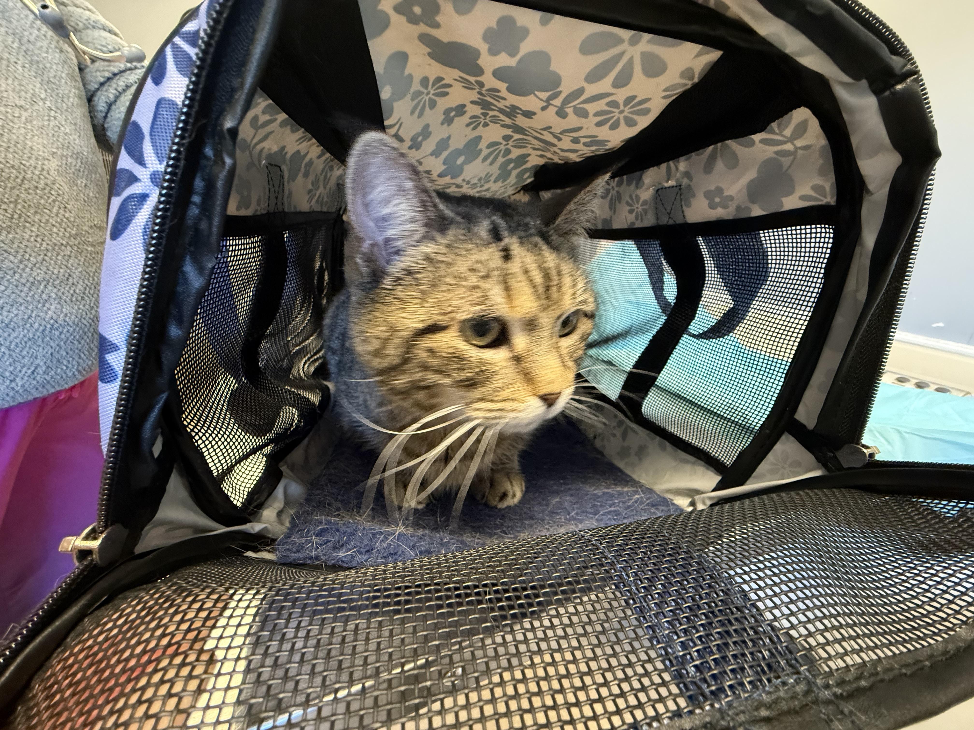 Enlarge Missy, a ADOPTABLE Domestic Short Hair in Providence Forge, VA image 4/4