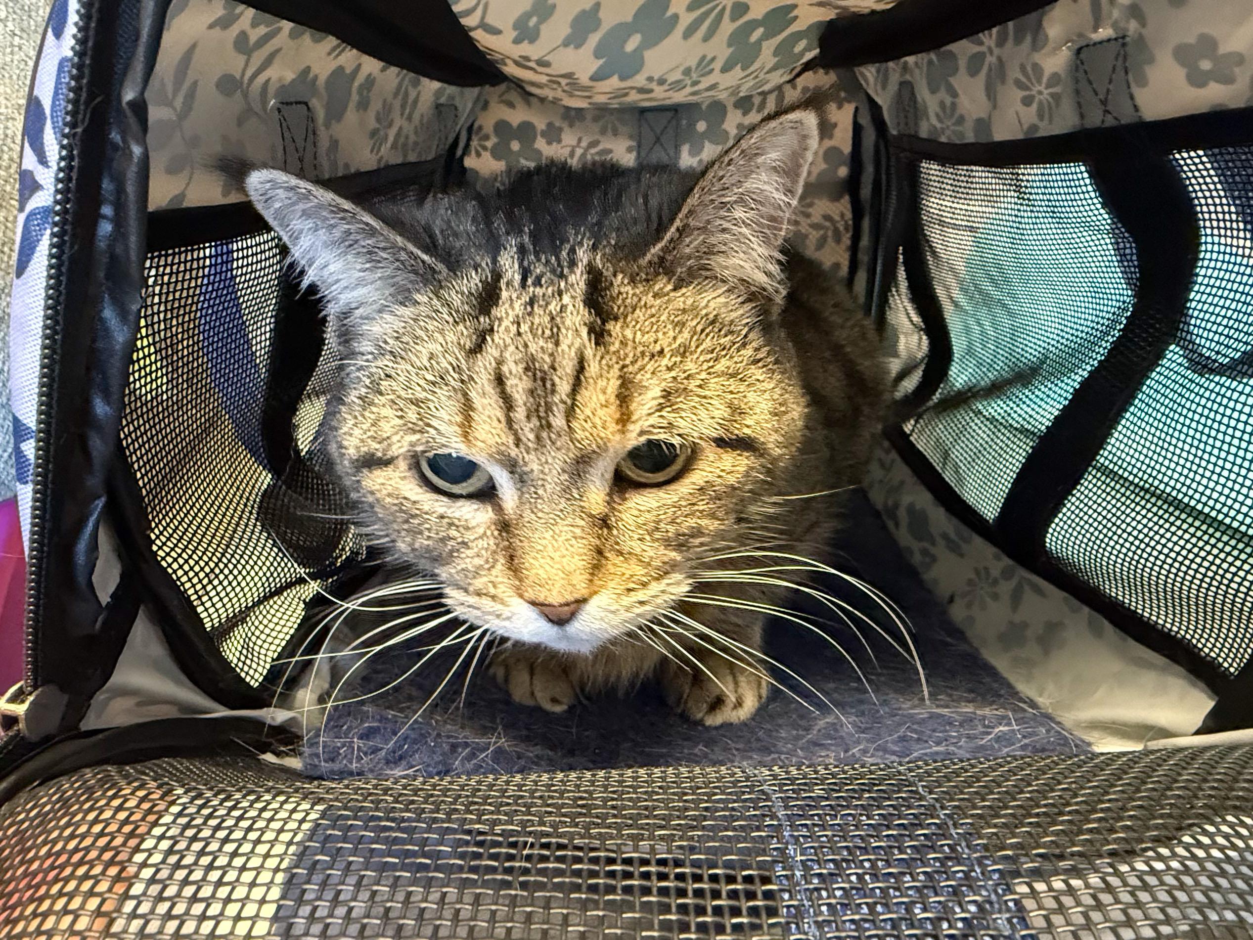 Enlarge Missy, a ADOPTABLE Domestic Short Hair in Providence Forge, VA image 3/4