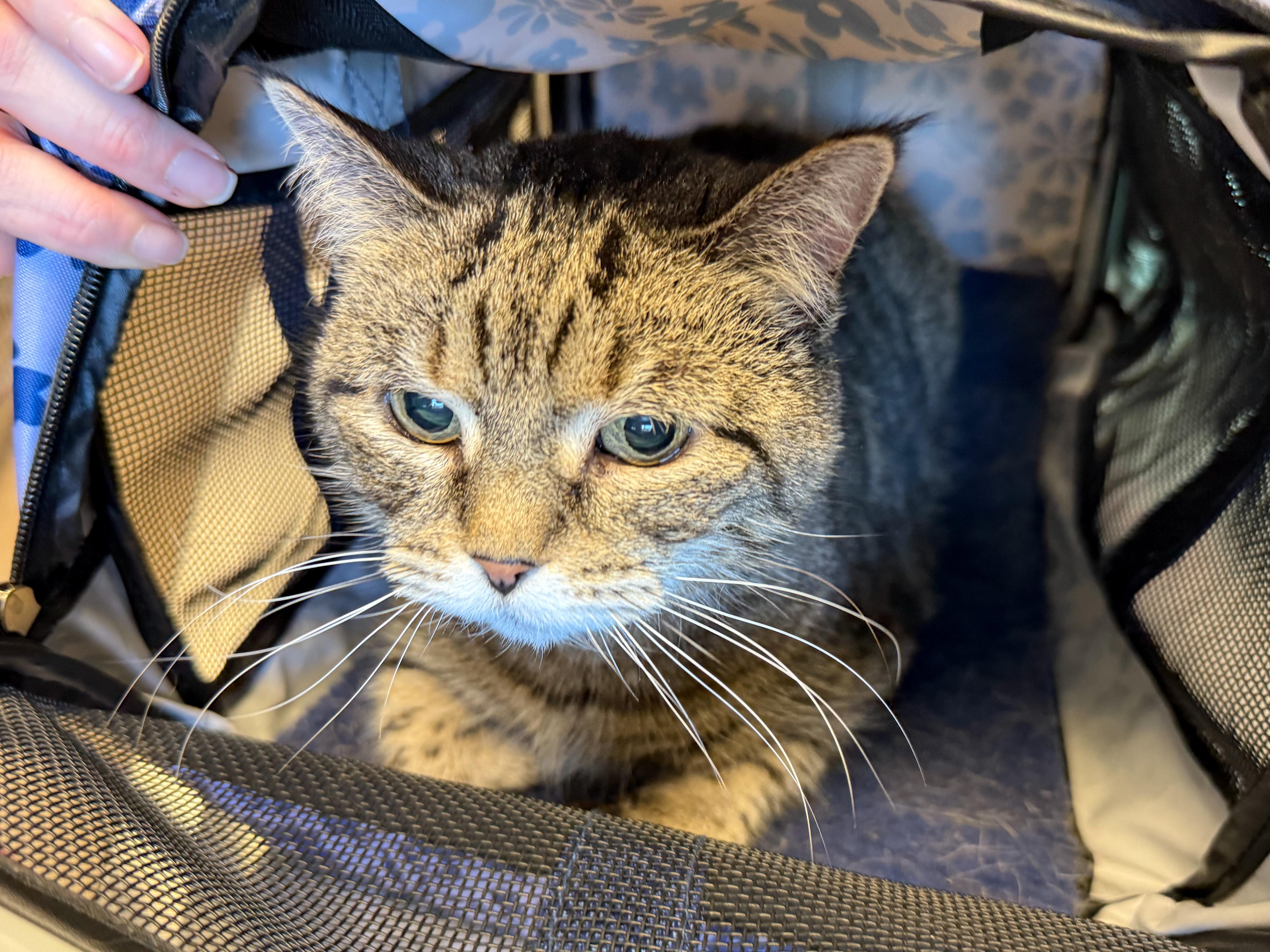 Missy, ADOPTABLE, Senior Female Domestic Short Hair.