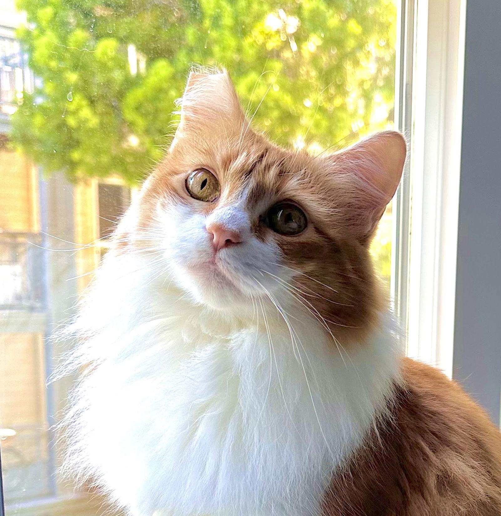 Disky (bonded w/ Karaoke), Adoptable, Adult Female Domestic Medium Hair.