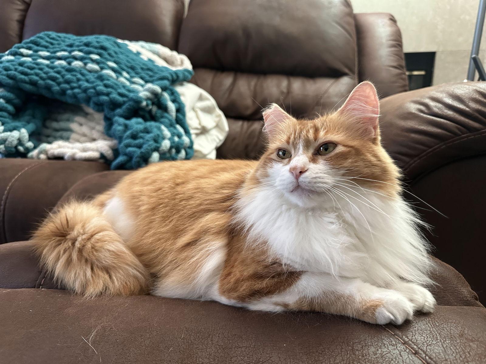 Enlarge Disky (bonded w/ Karaoke), a Adoptable Domestic Medium Hair in San Jose, CA image 1/3