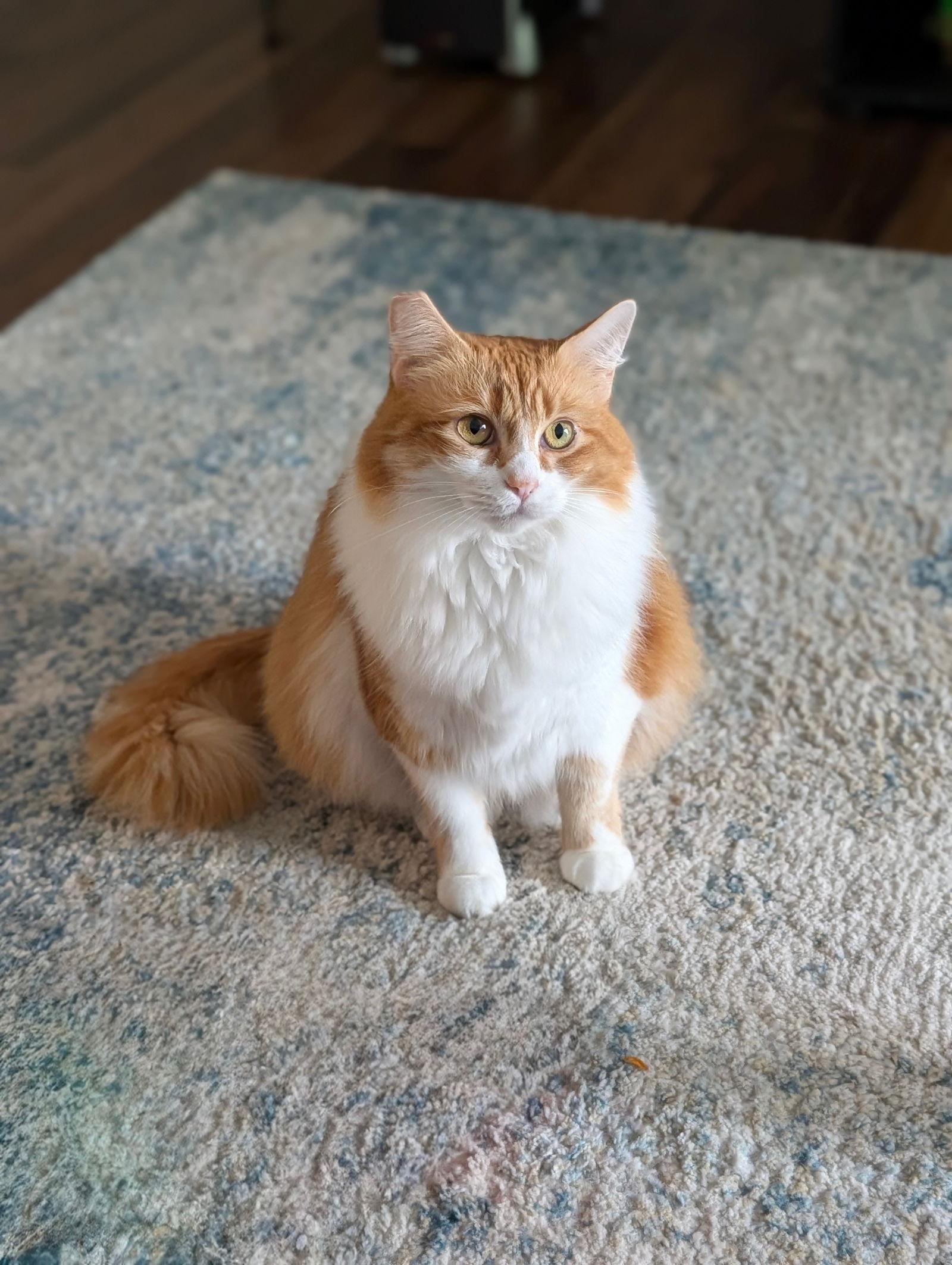 Disky (bonded w/ Karaoke), a Adoptable Domestic Medium Hair in San Jose, CA image 3/3