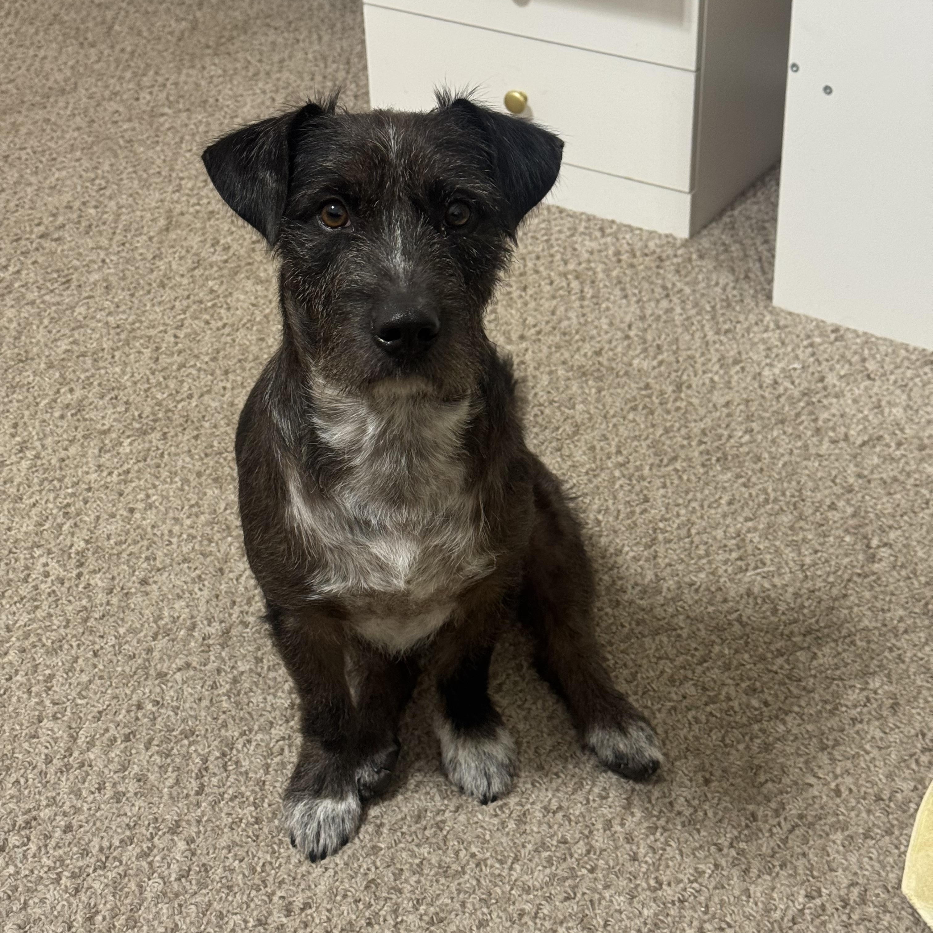 Buddy, Adoptable, Young Male Border Terrier.