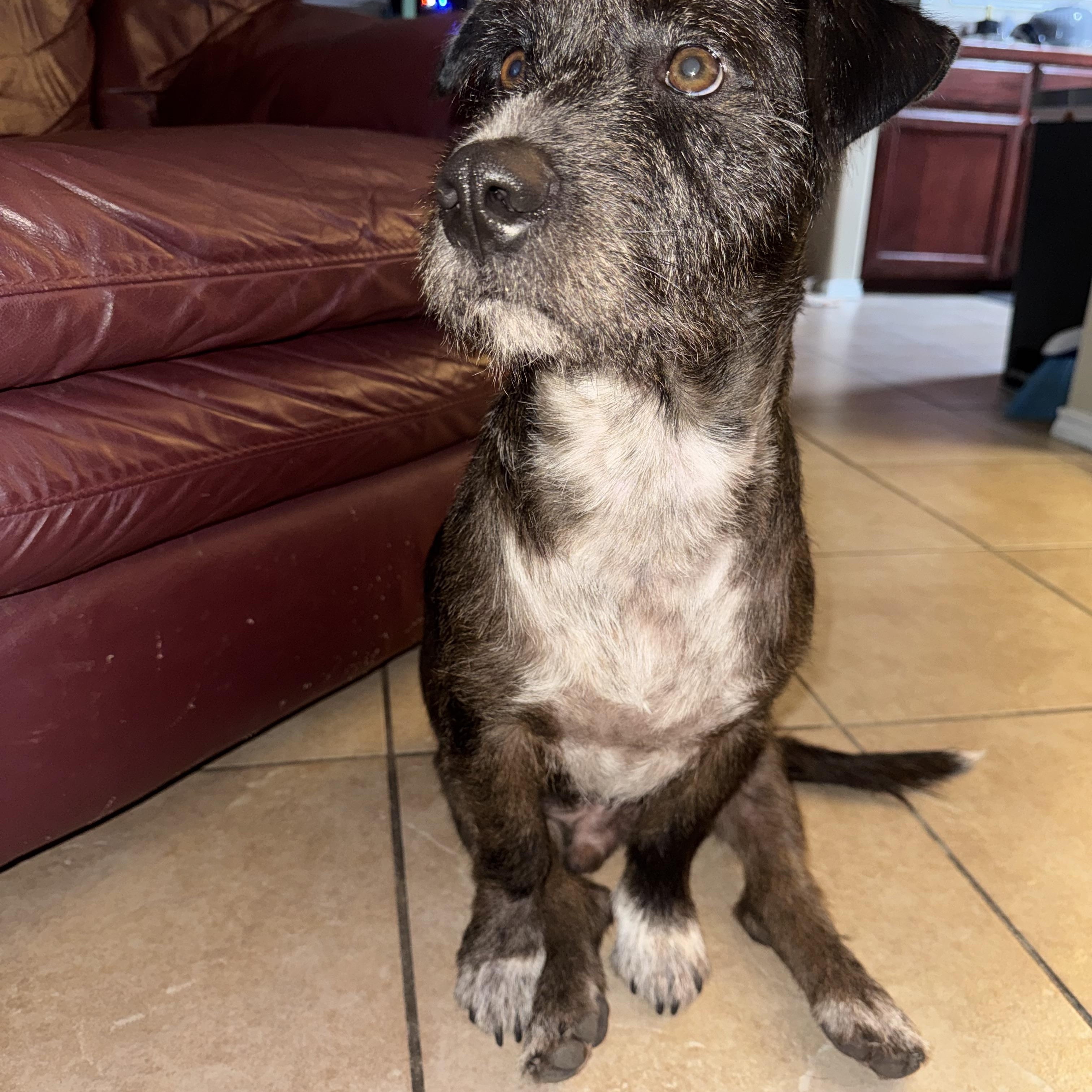 Enlarge Buddy, a Adoptable mixed breed in Dallas, TX image 2/5