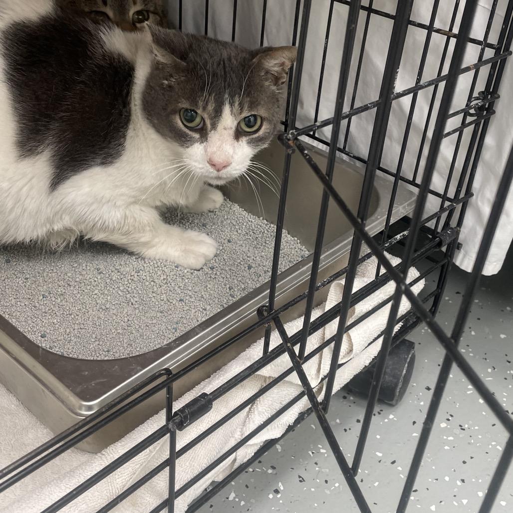 Enlarge Louie, a Adoptable mixed breed in Galax, VA image 1/1