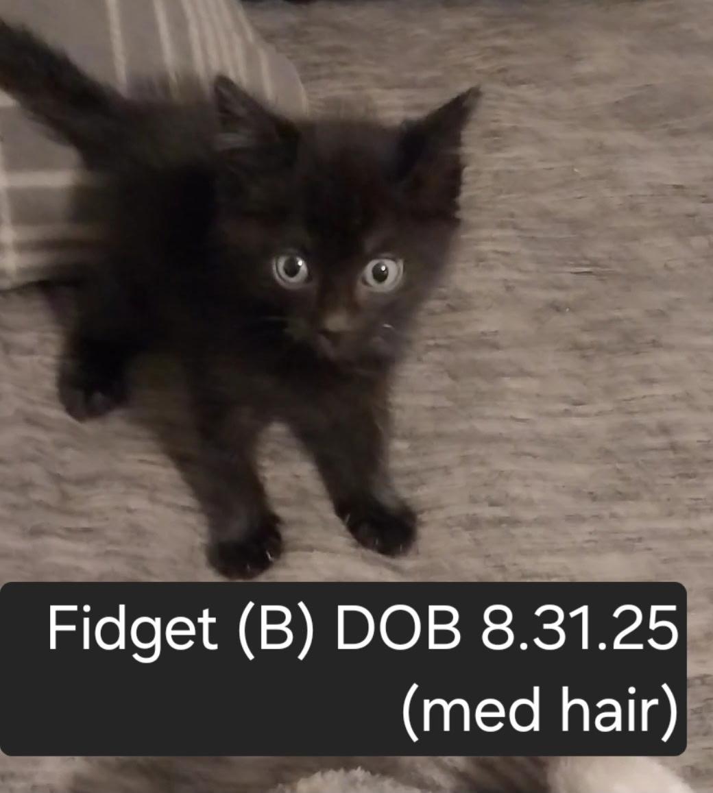 Fidget