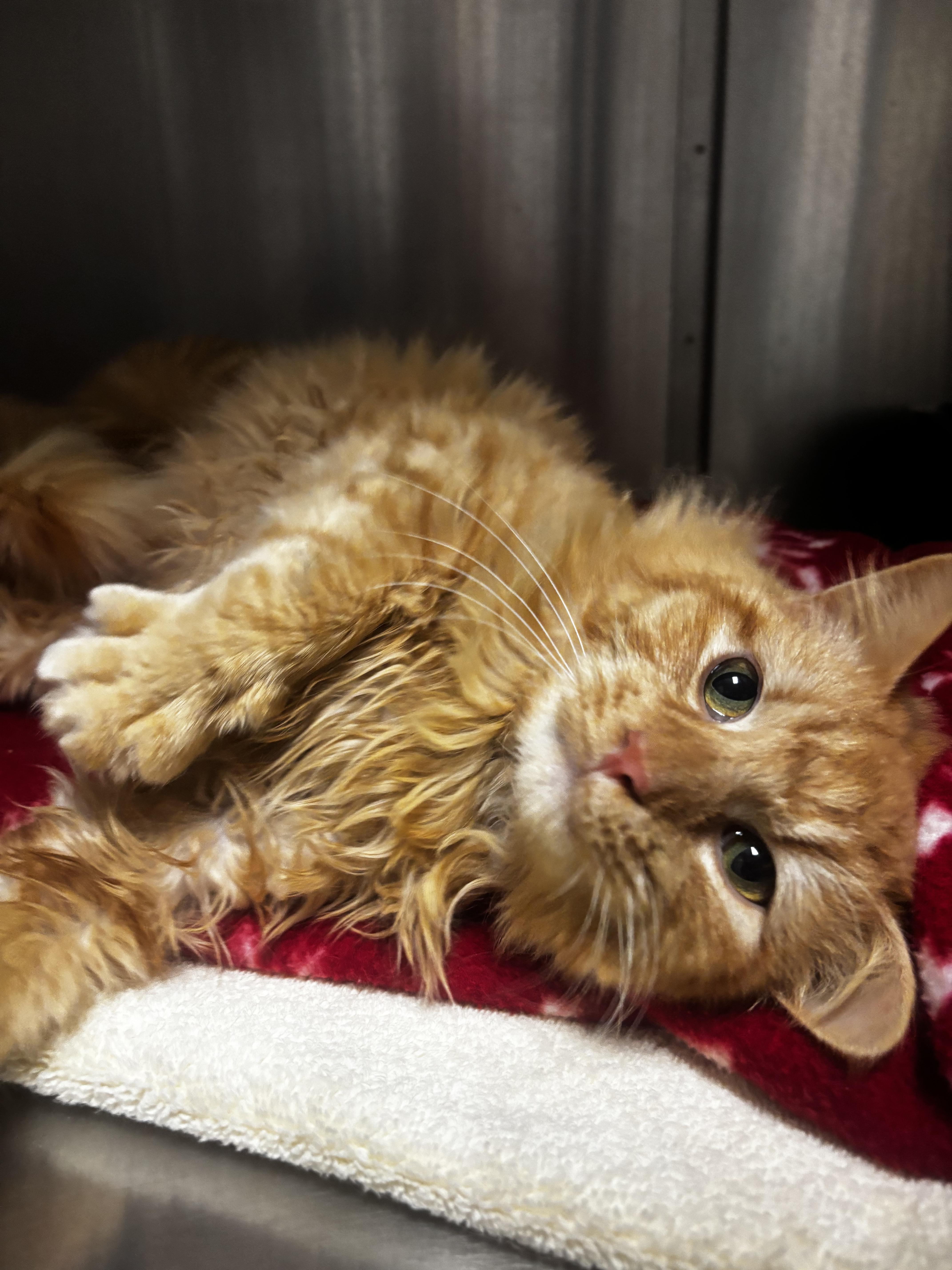 Enlarge Poncho, an adopted Domestic Short Hair in Collierville, TN image 4/4