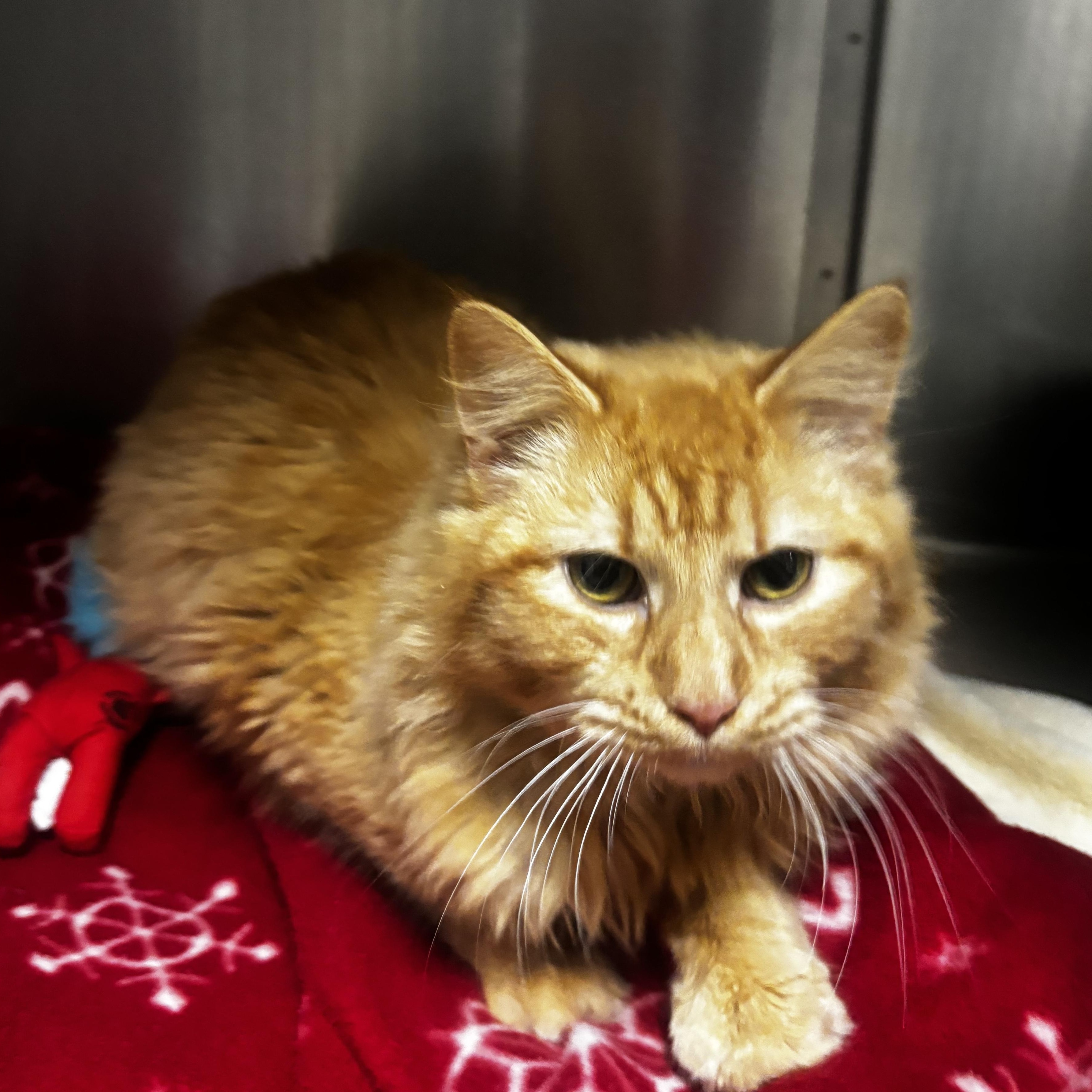 Enlarge Poncho, an adopted Domestic Short Hair in Collierville, TN image 1/4