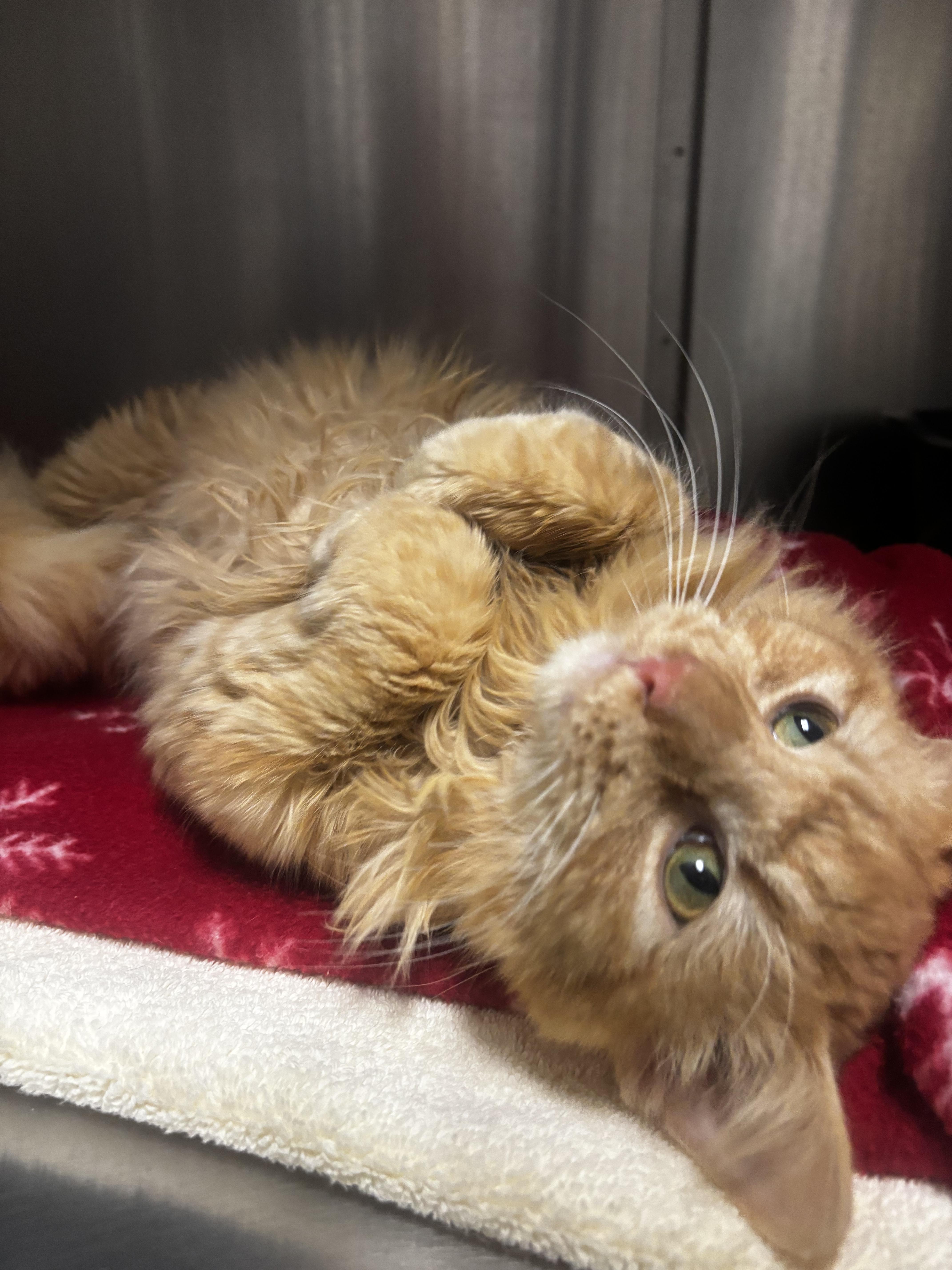 Enlarge Poncho, an adopted Domestic Short Hair in Collierville, TN image 2/4
