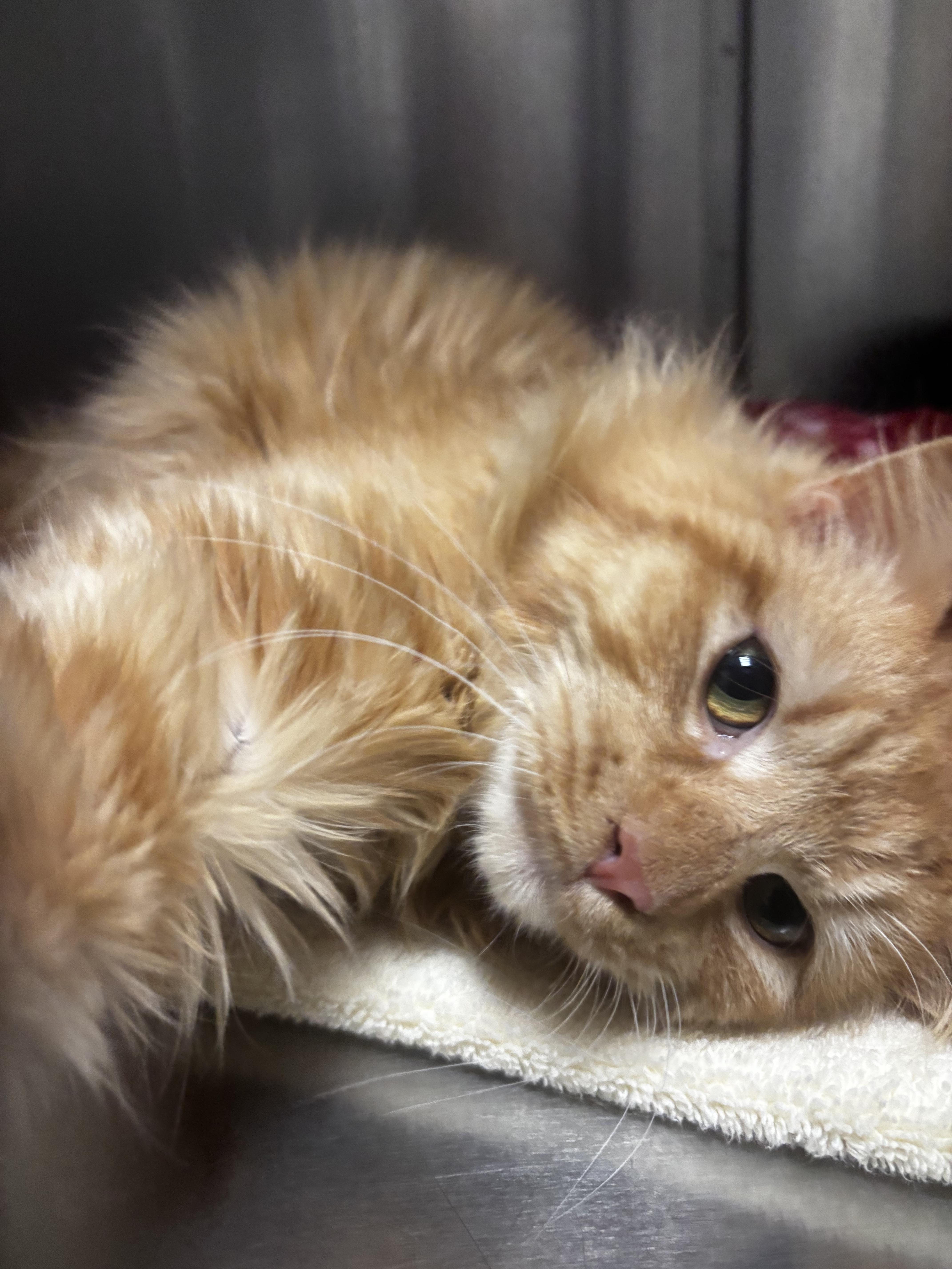 Enlarge Poncho, an adopted Domestic Short Hair in Collierville, TN image 3/4