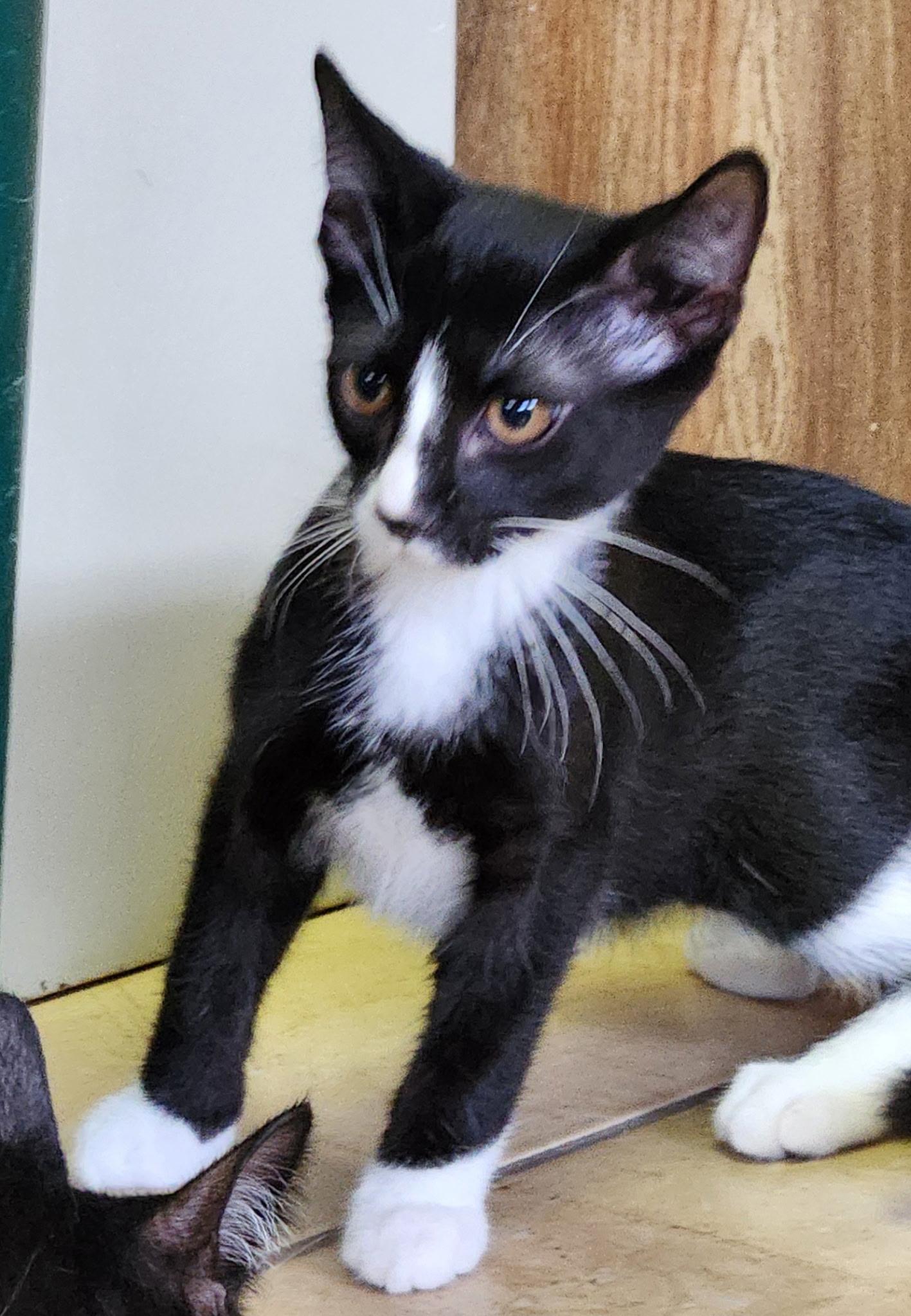 Walnut, a ADOPTABLE Tuxedo in Linden, NJ image 2/5