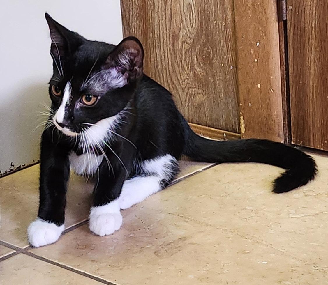 Walnut, a ADOPTABLE Tuxedo in Linden, NJ image 3/5
