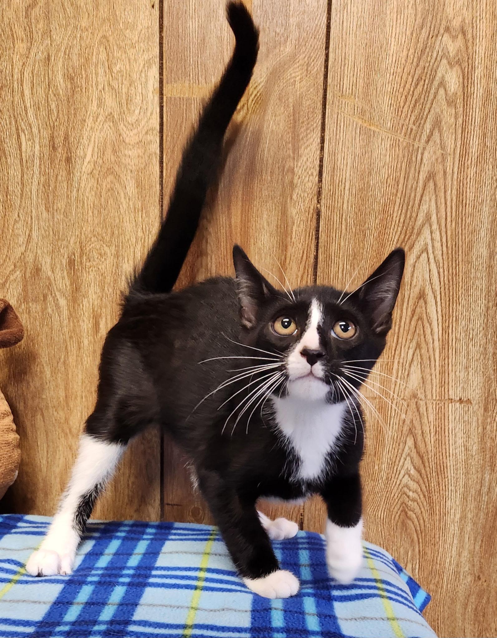 Walnut, a ADOPTABLE Tuxedo in Linden, NJ image 5/5