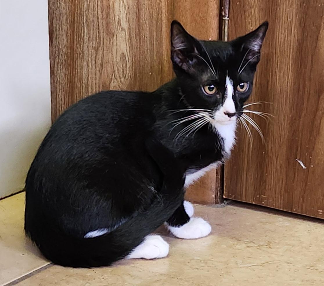 Walnut, a ADOPTABLE Tuxedo in Linden, NJ image 1/5