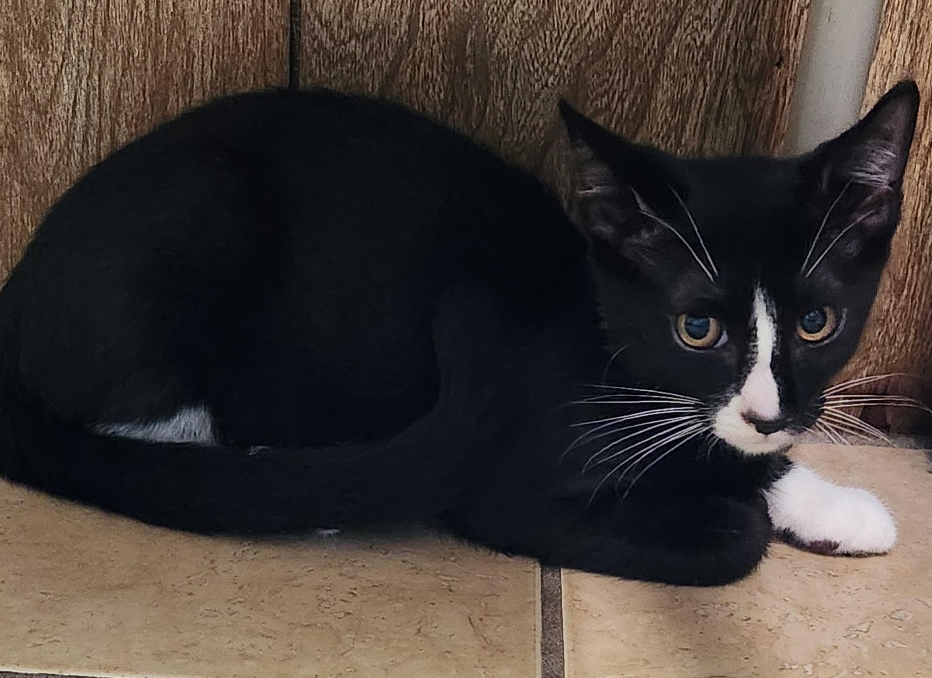 Walnut, a ADOPTABLE Tuxedo in Linden, NJ image 4/5