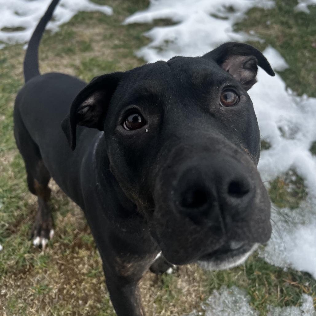 Solo, a Adoptable mixed breed in Fort Wayne, IN image 1/3