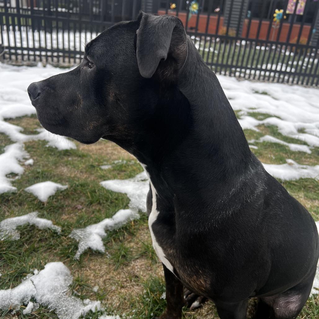 Solo, a Adoptable mixed breed in Fort Wayne, IN image 2/3