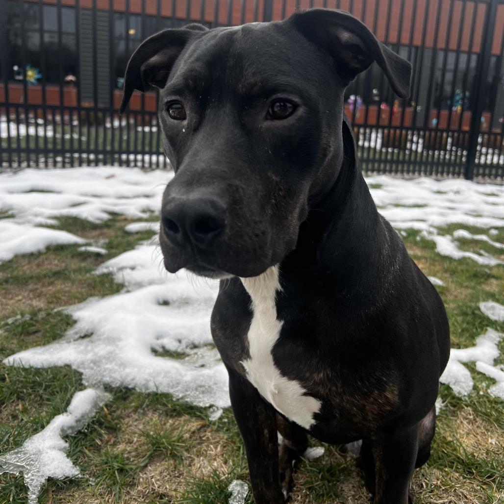 Solo, a Adoptable mixed breed in Fort Wayne, IN image 3/3