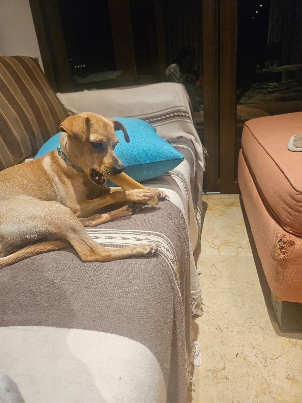 Enlarge Natalia, a ADOPTABLE mixed breed in Victoria, BC image 6/6