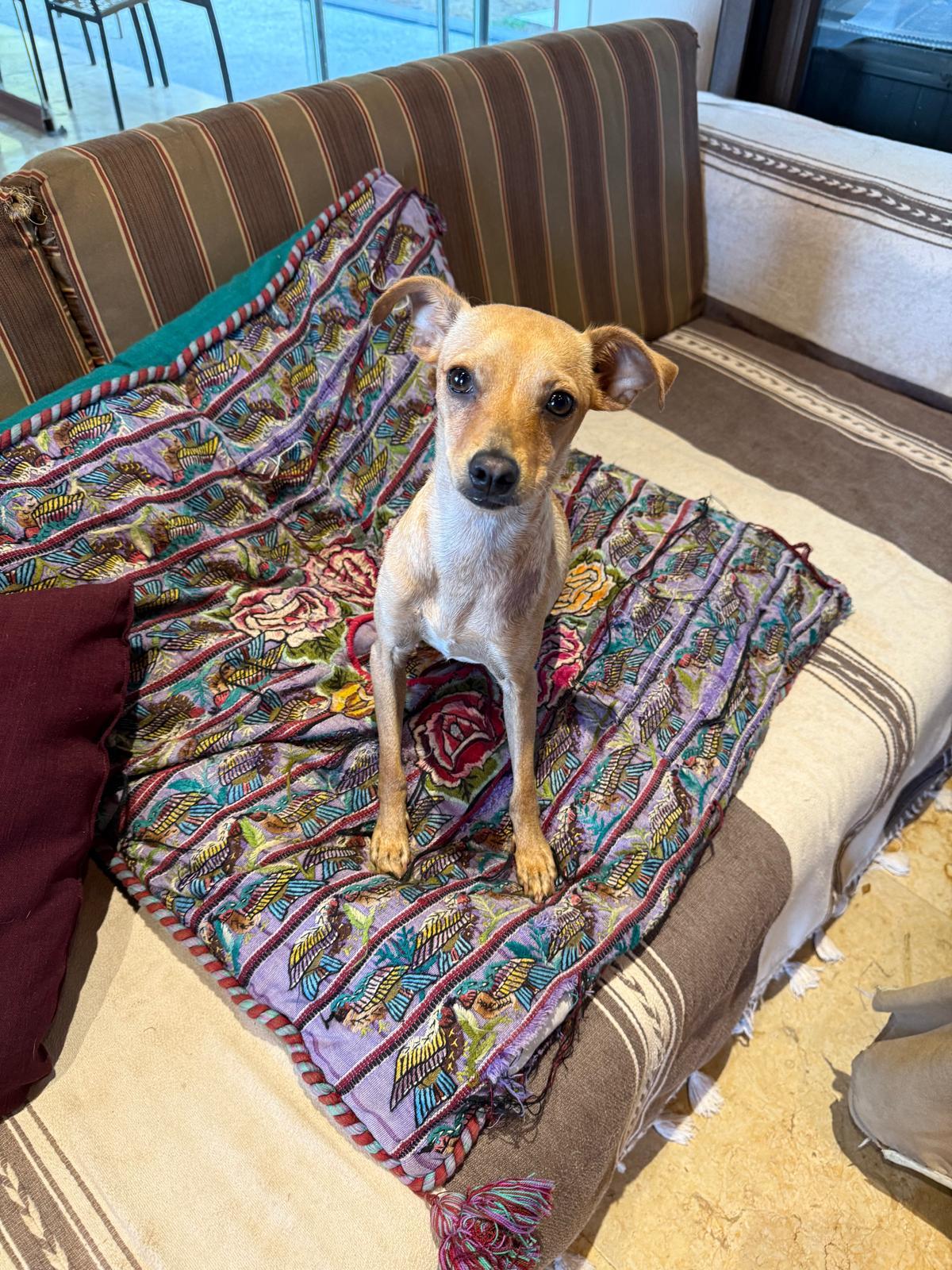 Enlarge Natalia, a ADOPTABLE mixed breed in Victoria, BC image 2/6