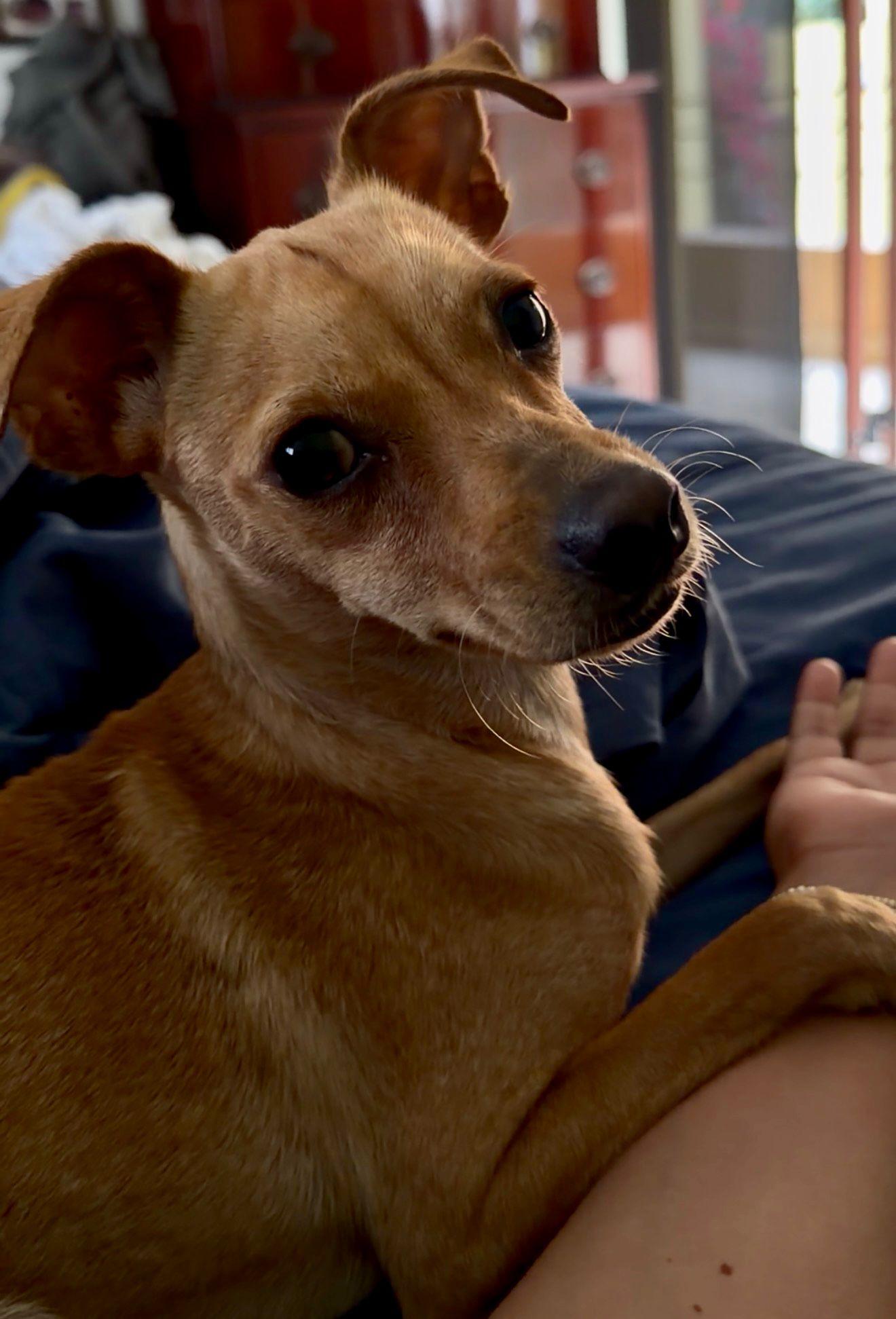 Natalia, ADOPTABLE, Young Female Chihuahua.