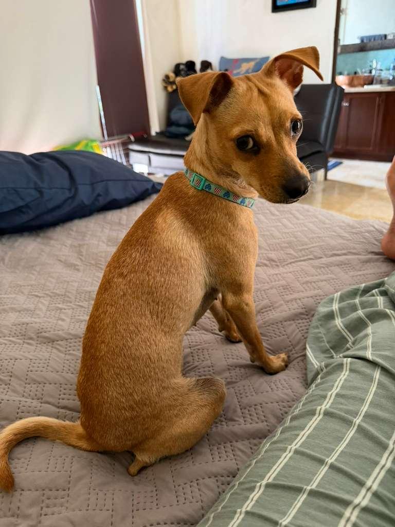 Enlarge Natalia, a ADOPTABLE mixed breed in Victoria, BC image 4/6