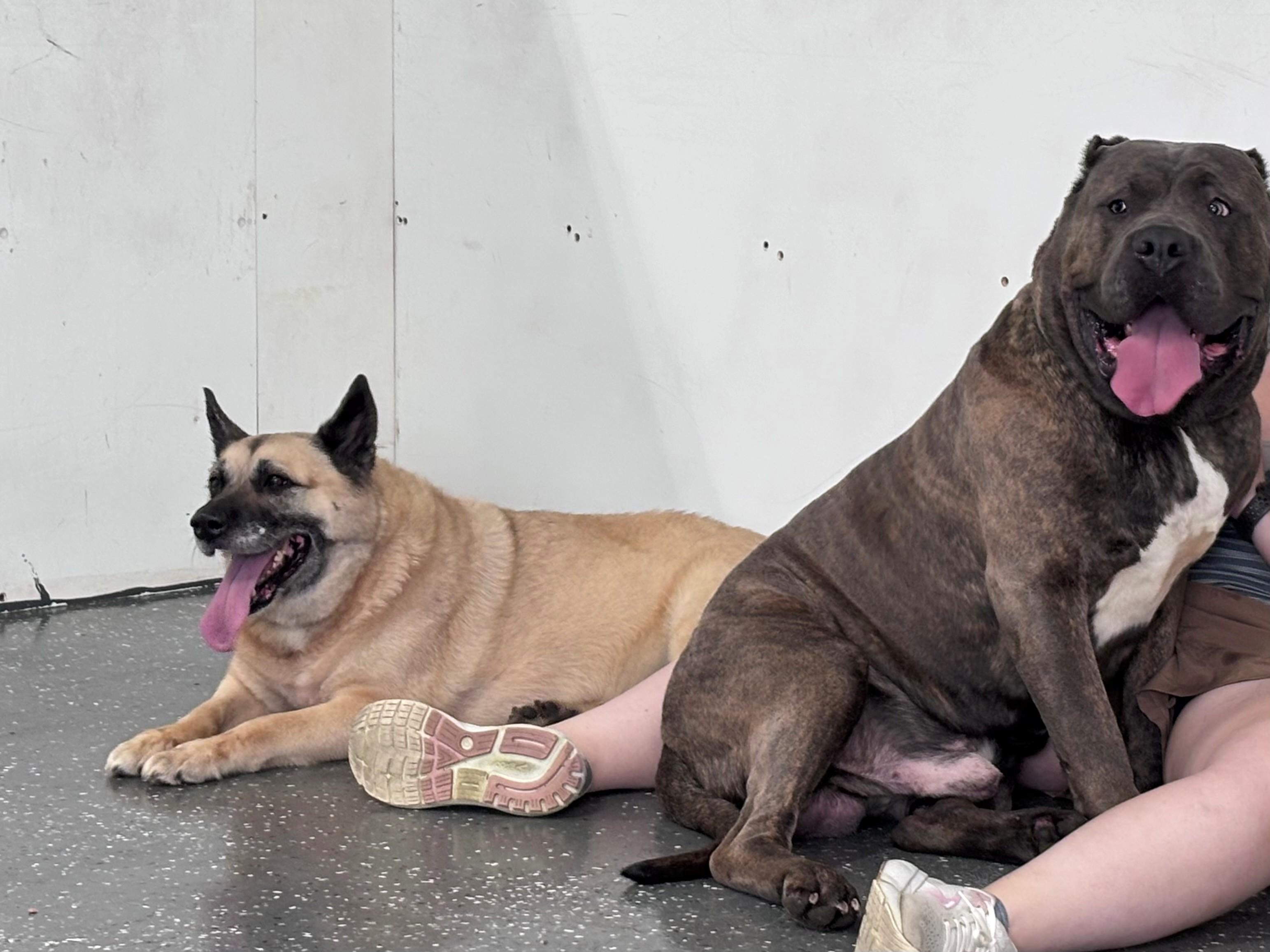 Maximus and Sandy, a ADOPTABLE mixed breed in Youngstown, OH image 2/2