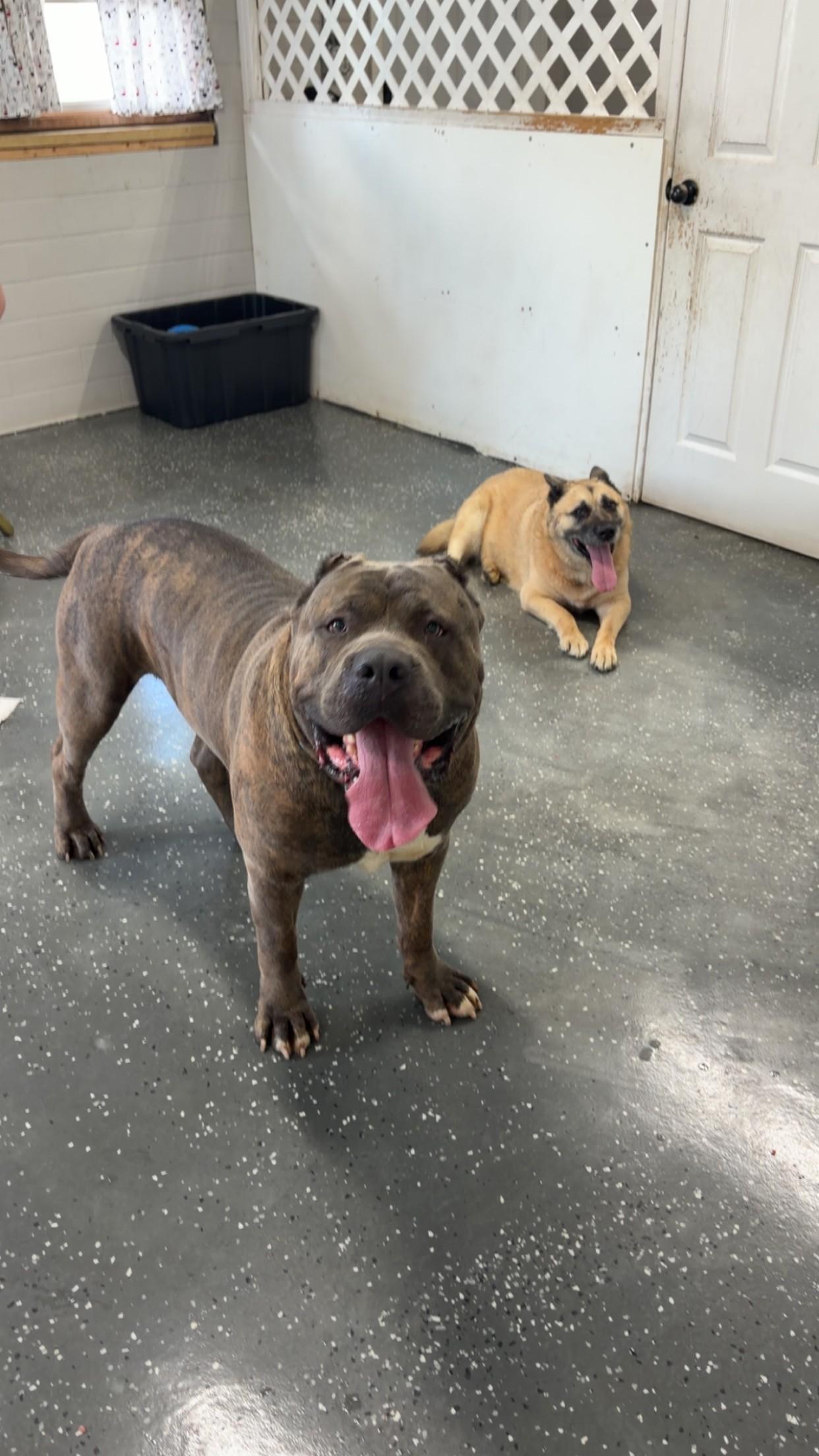 Maximus and Sandy, ADOPTABLE, Senior Female German Shepherd Dog.