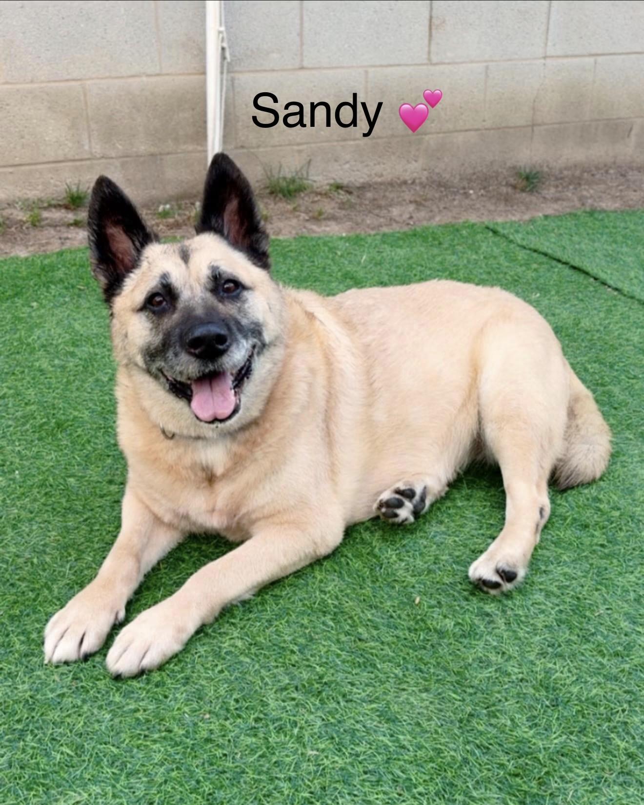Sandy, ADOPTABLE, Senior Female German Shepherd Dog.