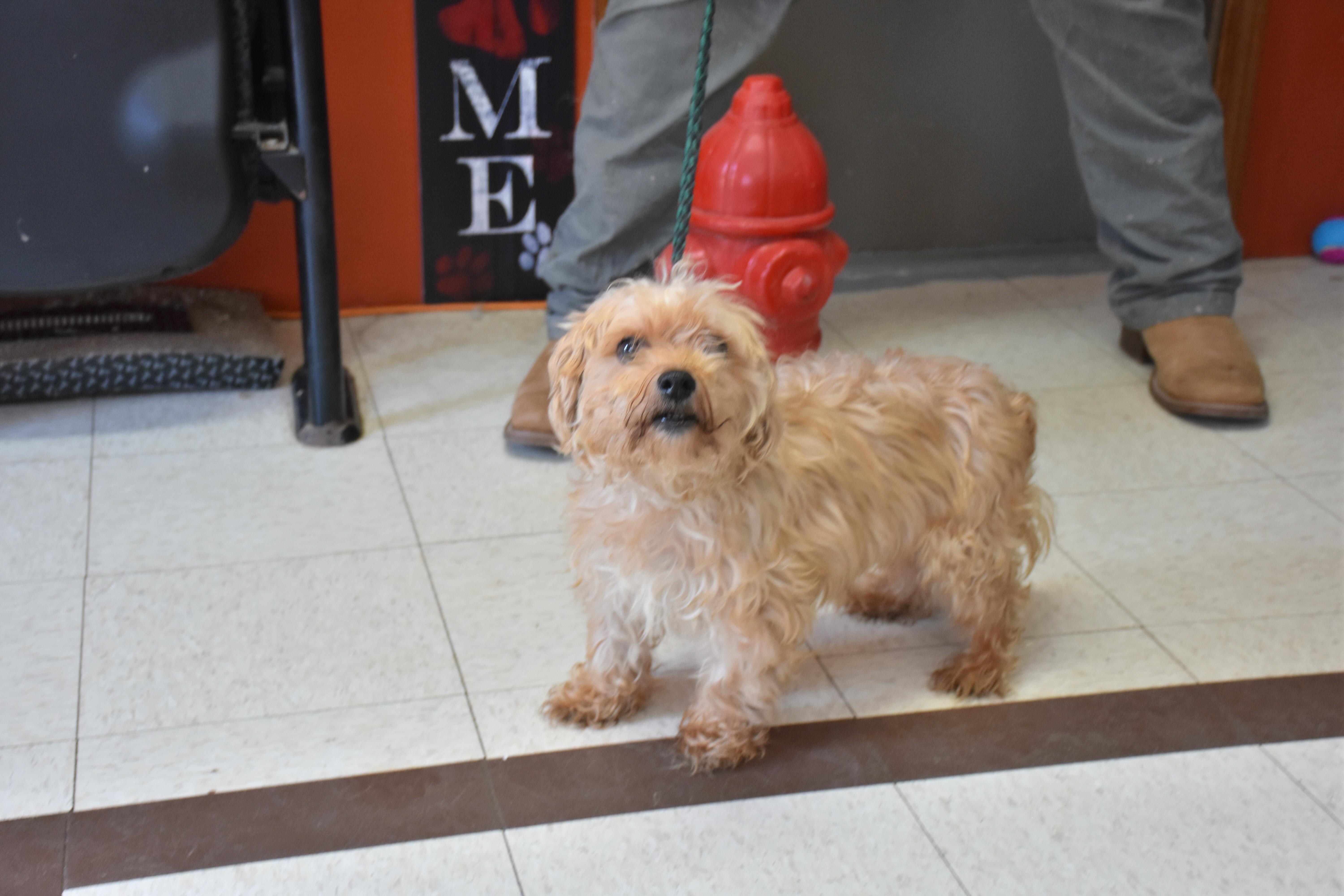 Nicky, ADOPTABLE, Senior Male Havanese.