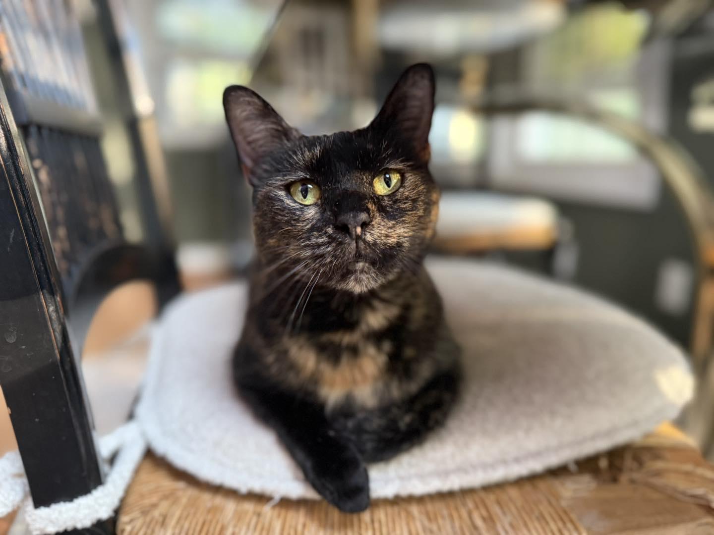 Enlarge Figgy, a Adopted Domestic Short Hair in Gaylordsville, CT image 2/4