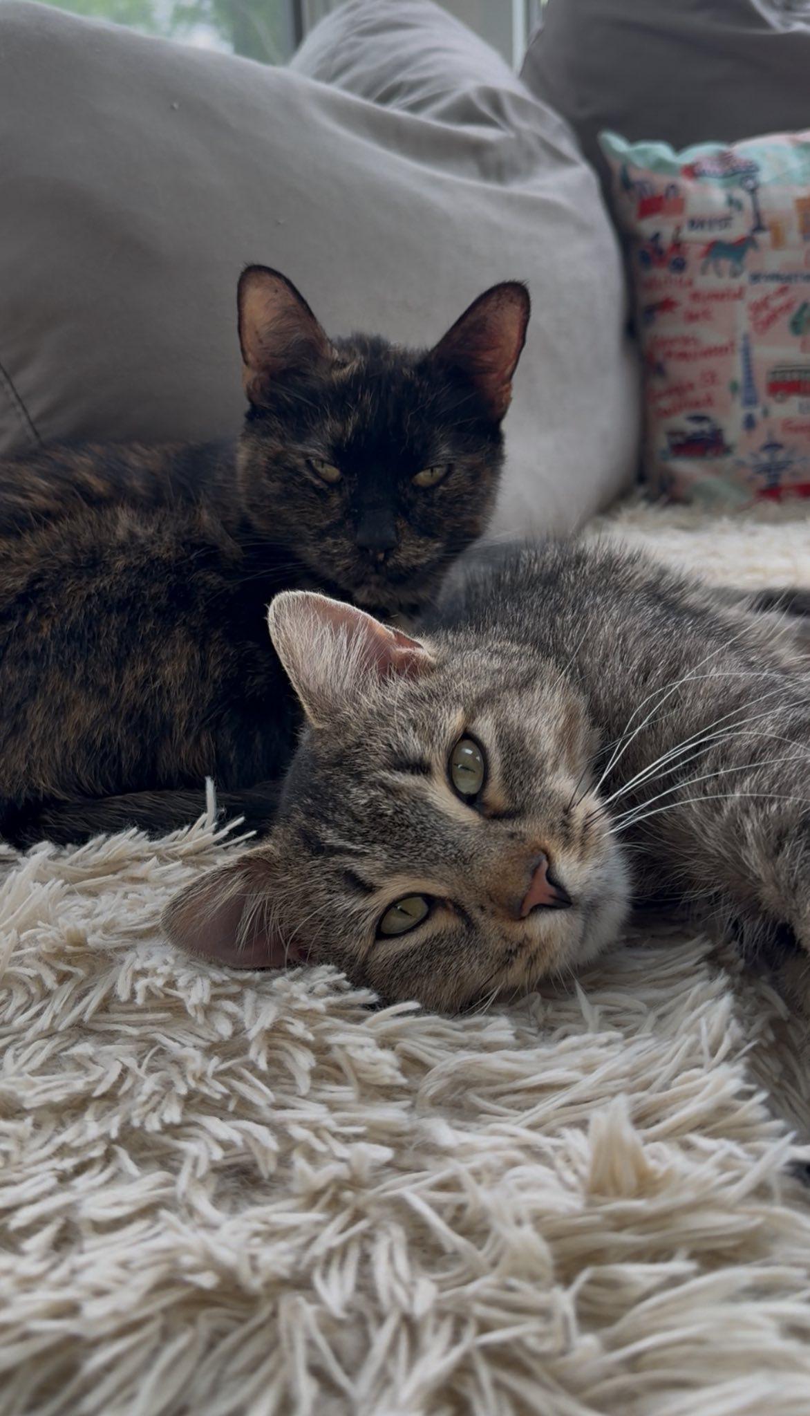 Enlarge Figgy, a Adopted Domestic Short Hair in Gaylordsville, CT image 3/4