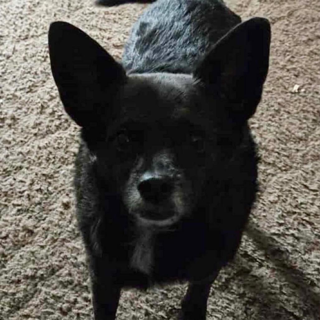 Foxy, Adoptable, Senior Male Chihuahua & Dachshund.