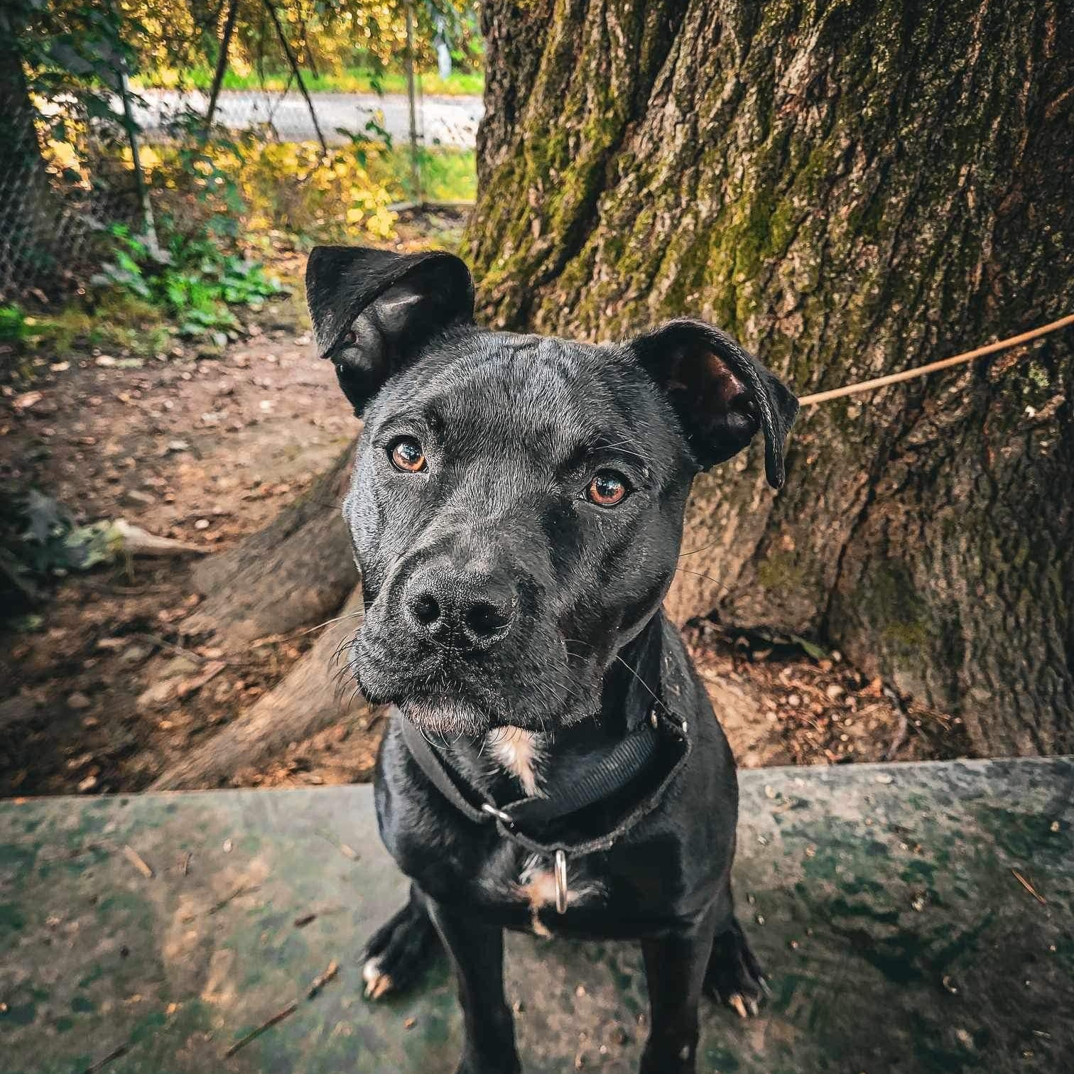Shadow *available for special*, Young Male Mixed Breed