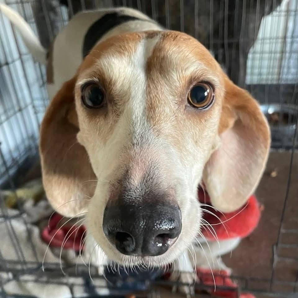 Isabella, Adoptable, Adult Female Hound.