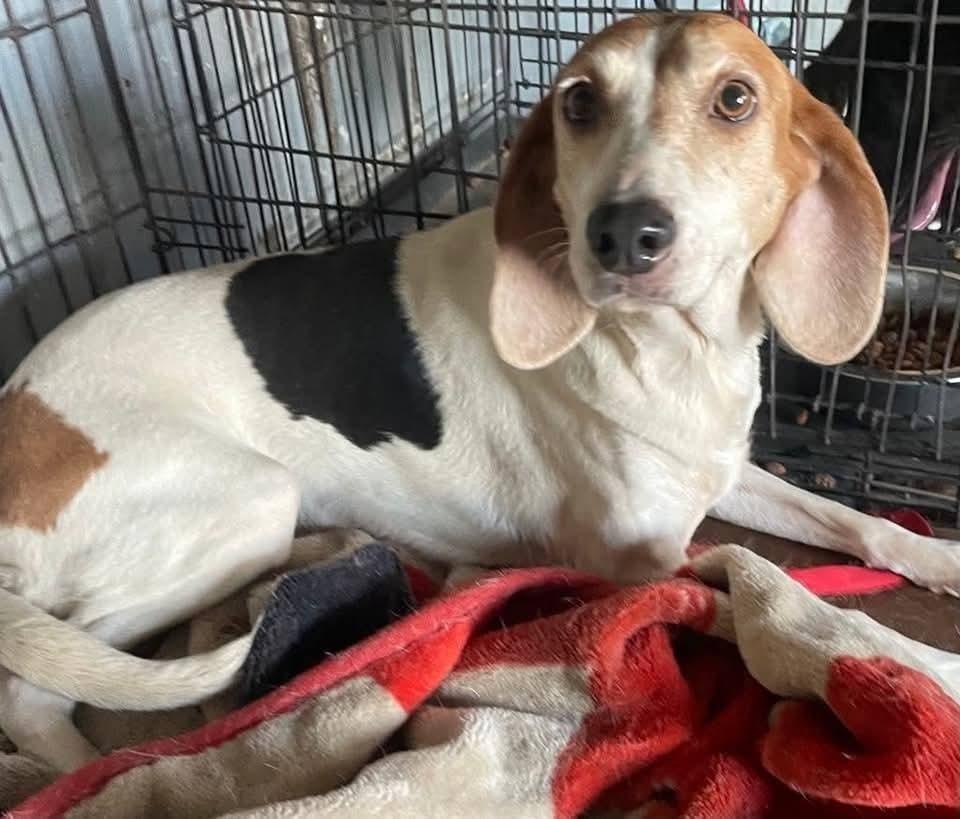 Isabella, a Adoptable mixed breed in Marianna, FL image 2/2