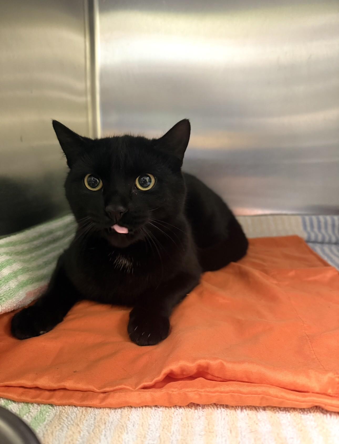 Enlarge Blackberry, a ADOPTABLE Domestic Short Hair in Richboro, PA image 1/1