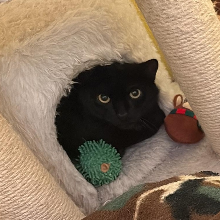 Enlarge Blackberry, a ADOPTABLE Domestic Short Hair in Richboro, PA image 2/2