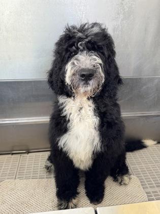 Hoopla, adopted, Young Male Portuguese Water Dog & Labradoodle.