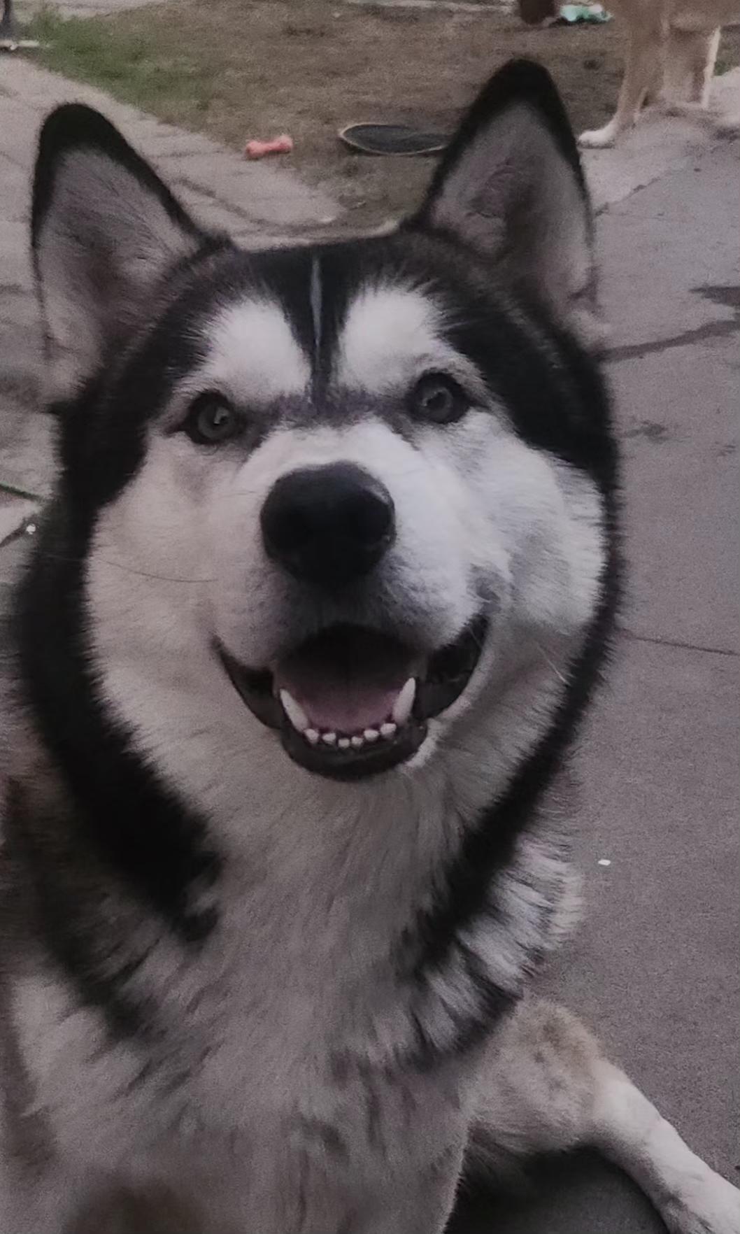 Enlarge Wulf, a ADOPTABLE Husky in Long Beach, CA image 2/4