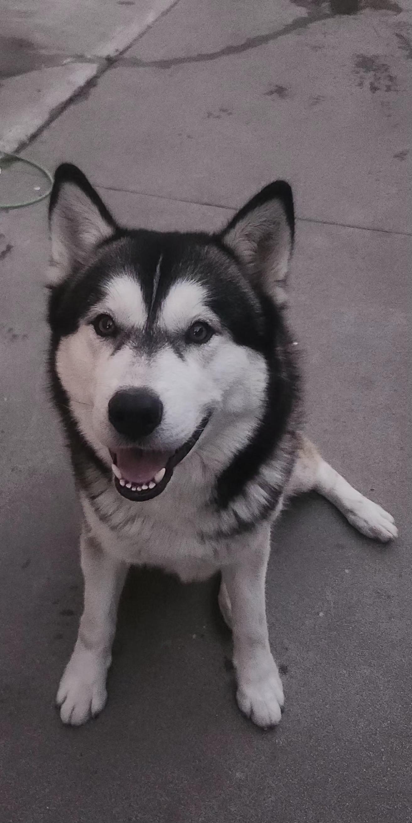 Enlarge Wulf, a ADOPTABLE Husky in Long Beach, CA image 3/4