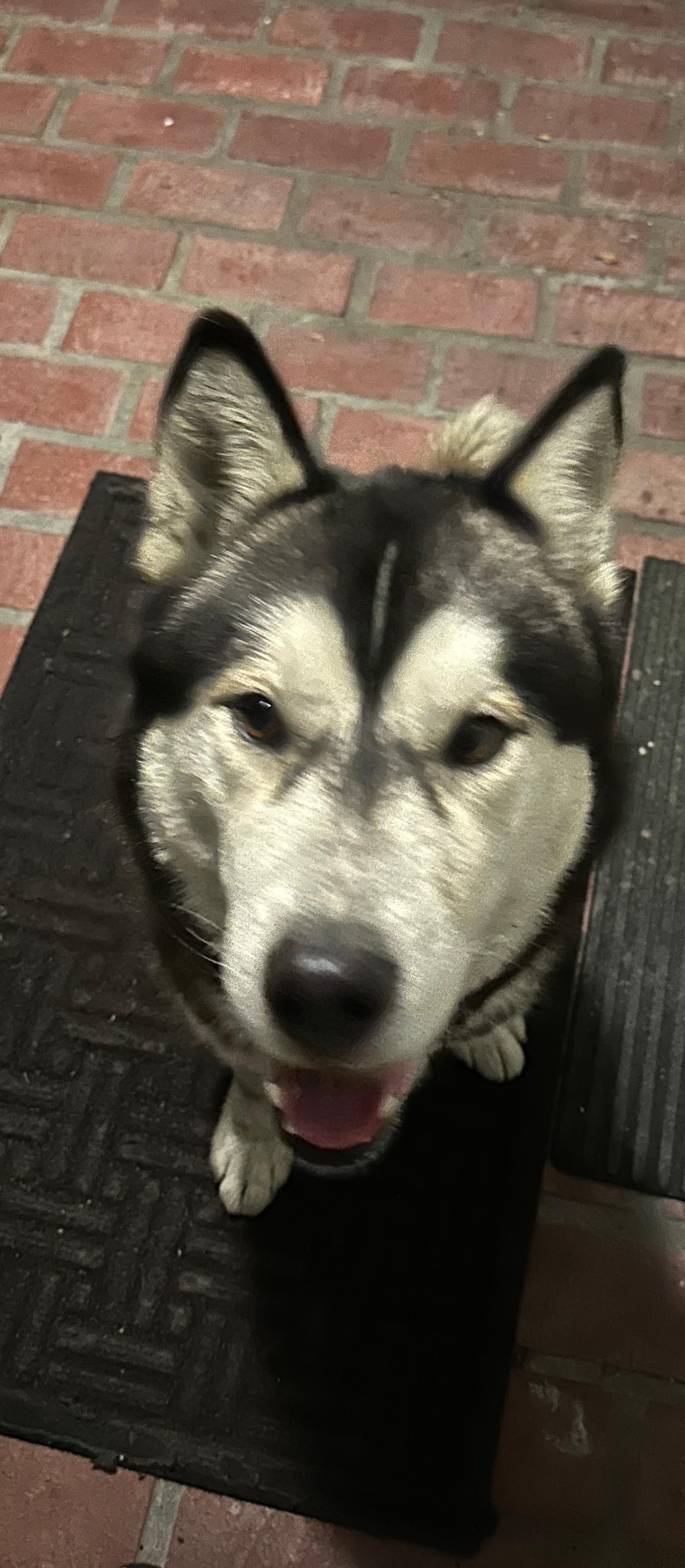 Enlarge Wulf, a ADOPTABLE Husky in Long Beach, CA image 4/4