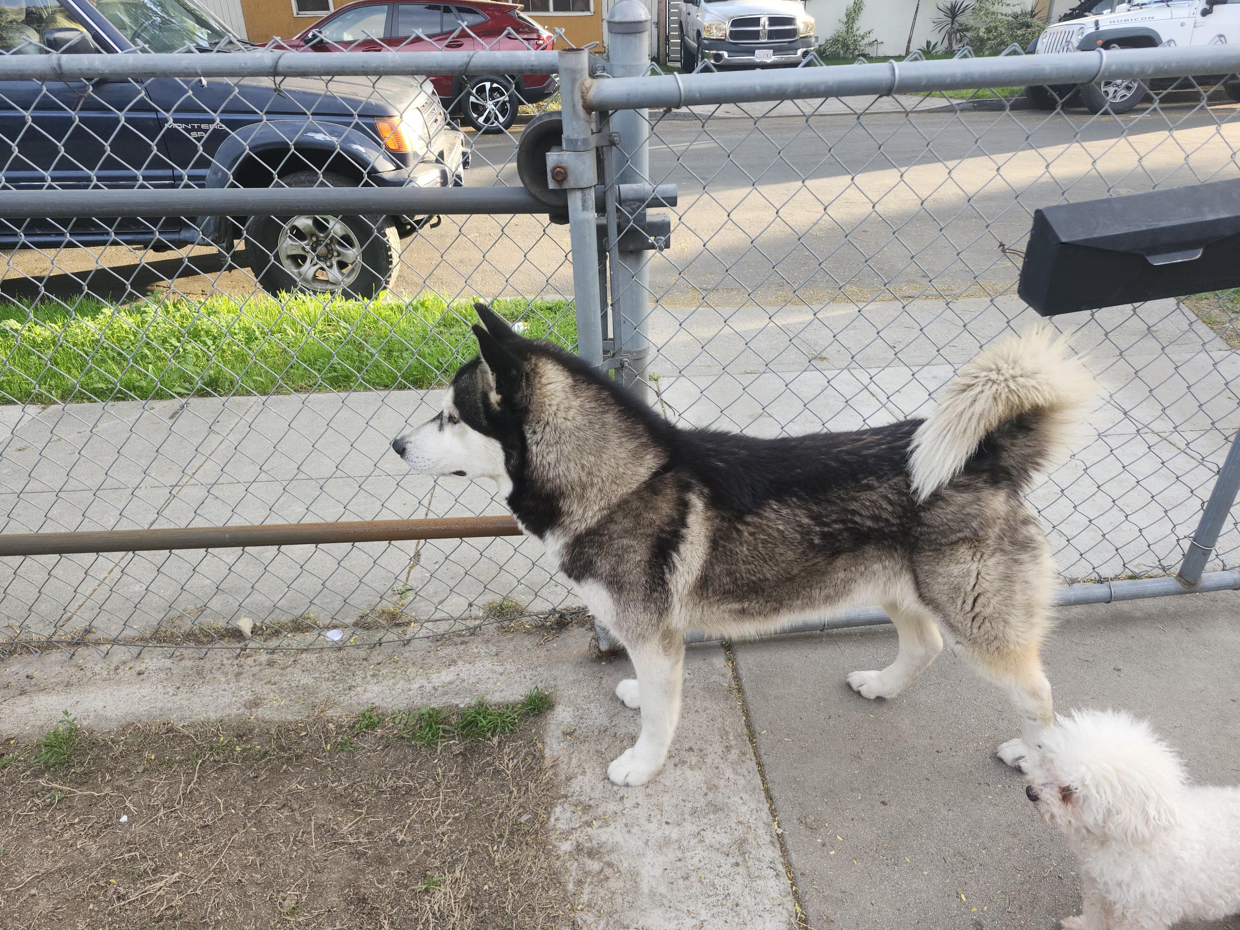 Wulf, ADOPTABLE, Young Male Husky.