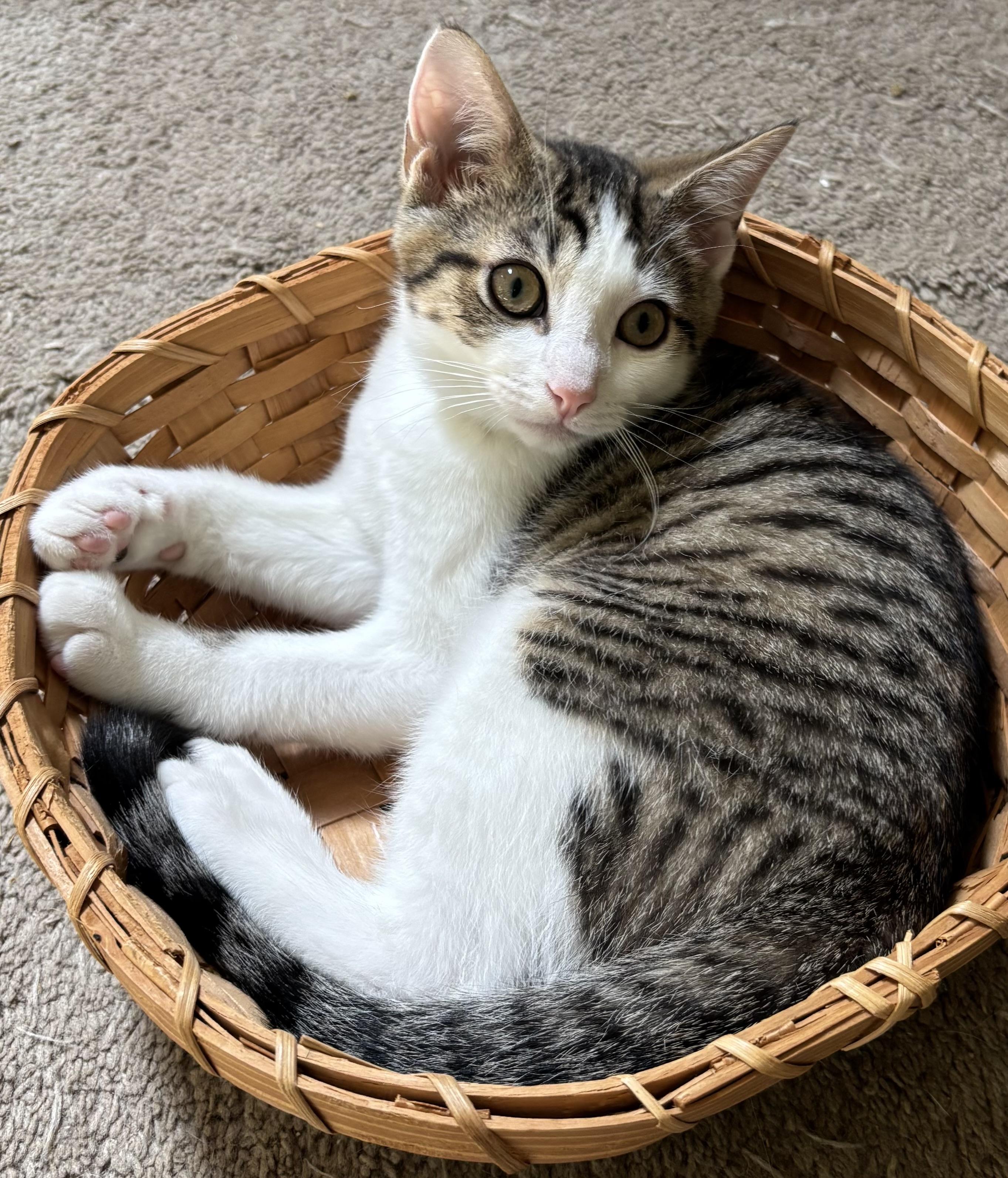 Carrots, an adoptable Domestic Short Hair in Ridgefield, CT image 2/6