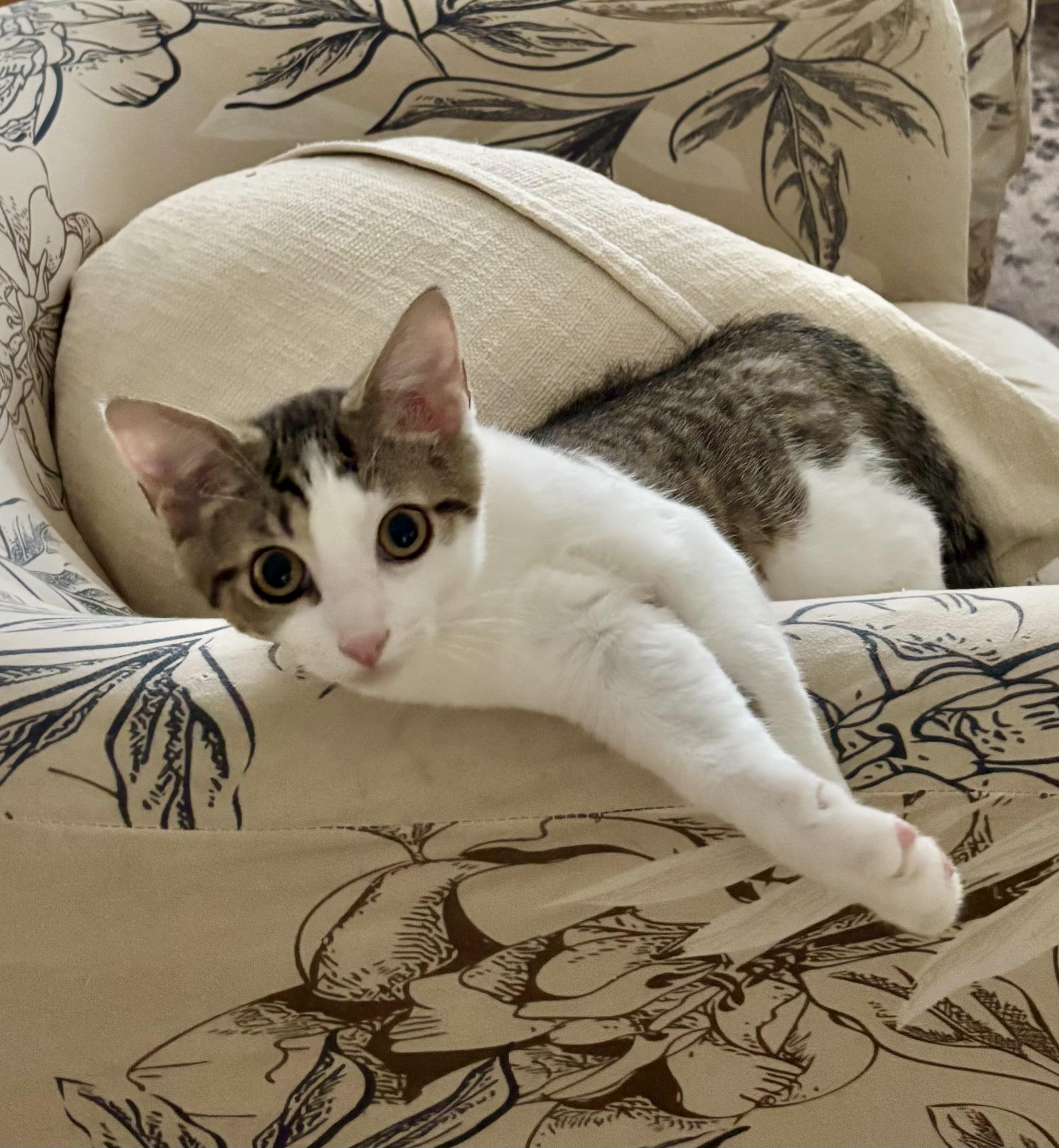 Carrots, an adoptable Domestic Short Hair in Ridgefield, CT image 3/6