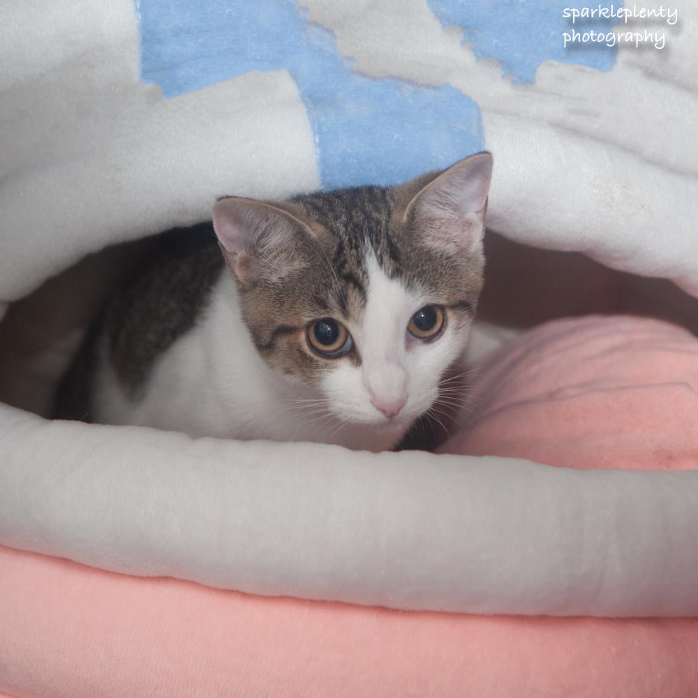 Carrots, an adoptable Domestic Short Hair in Ridgefield, CT image 1/6