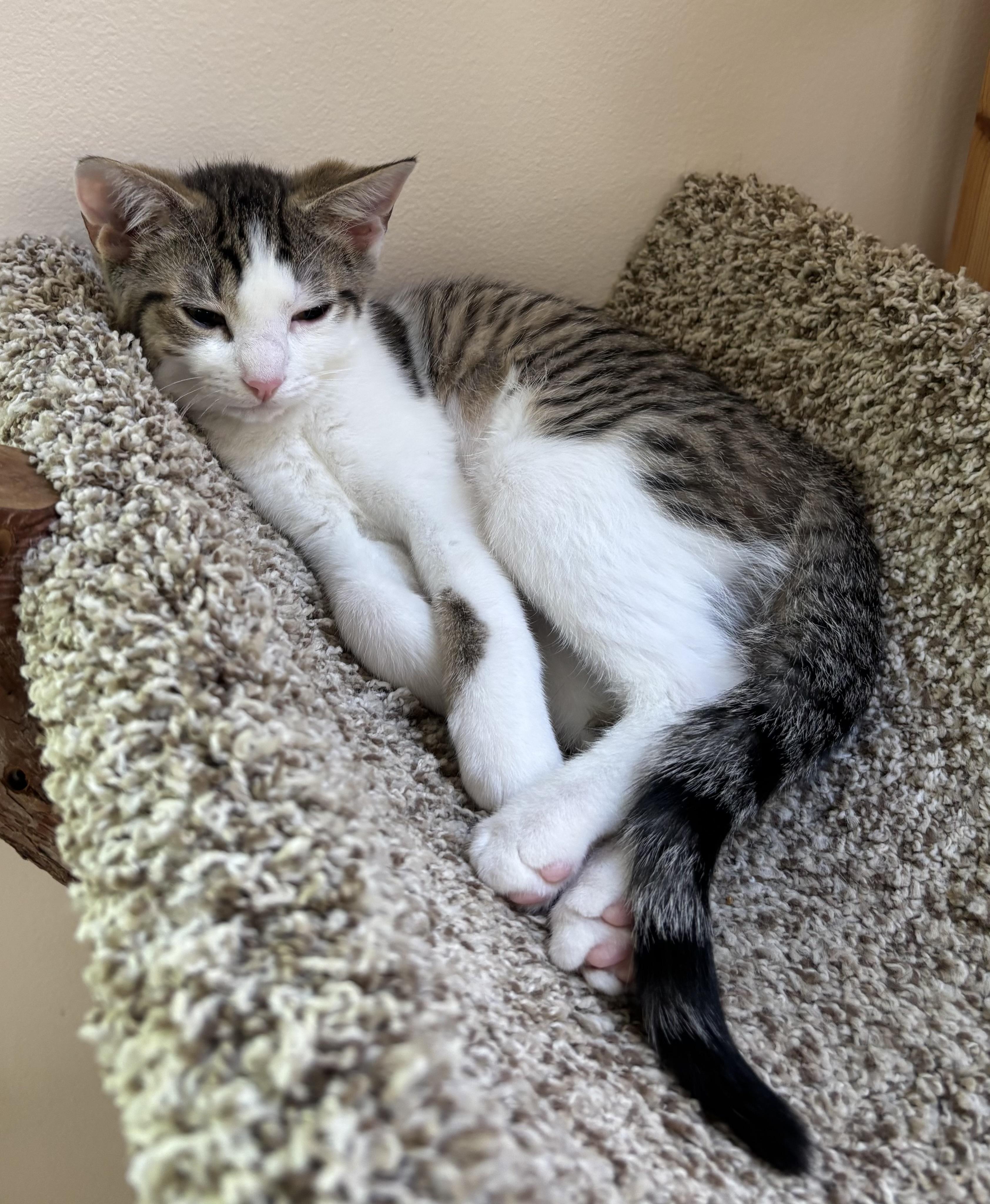 Carrots, an adoptable Domestic Short Hair in Ridgefield, CT image 4/6