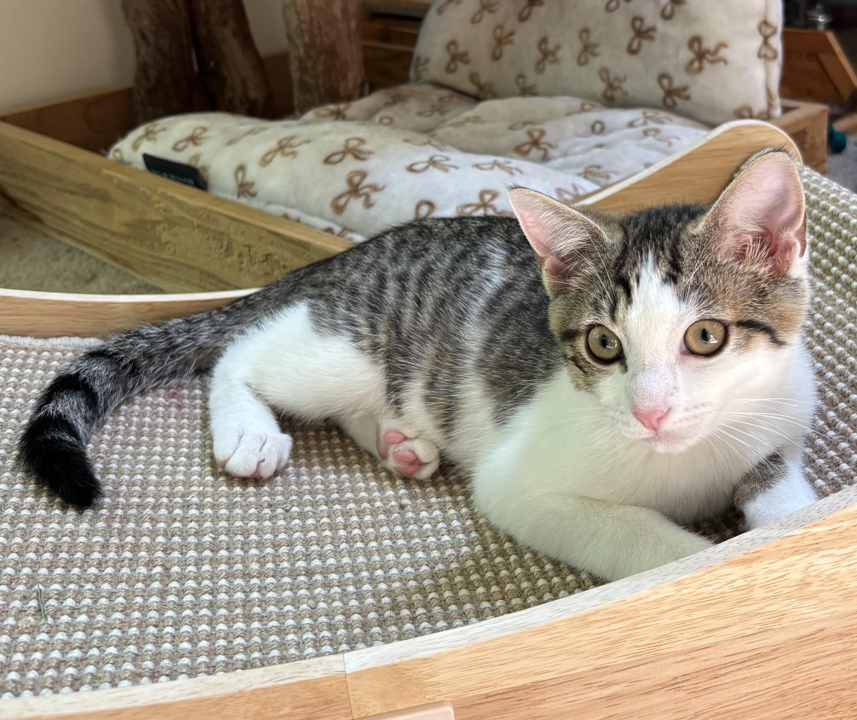 Carrots, an adoptable Domestic Short Hair in Ridgefield, CT image 5/6