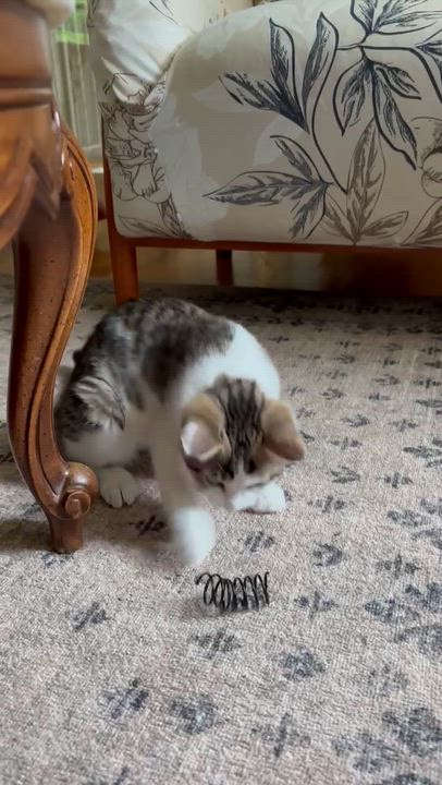 Enlarge Carrots, an adoptable Domestic Short Hair in Ridgefield, CT video 6/6