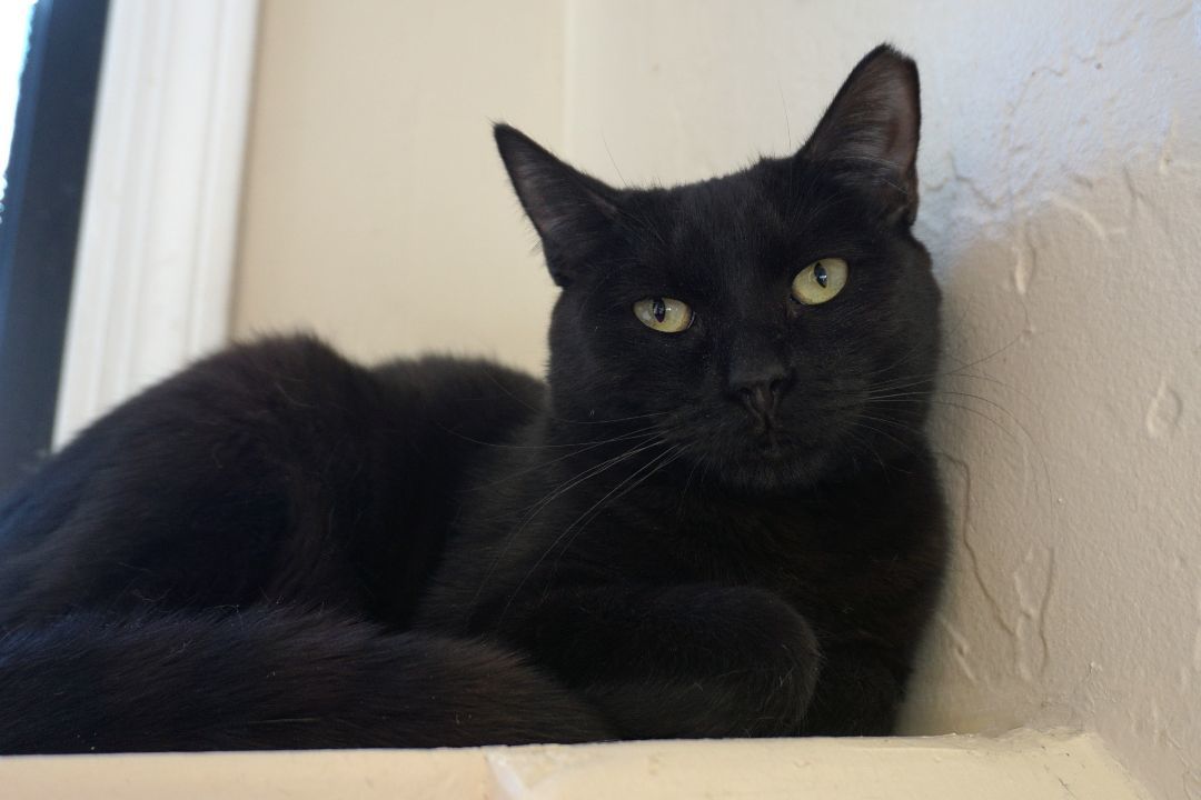 Enlarge BooBoo, an adoptable Domestic Short Hair in Fountain Hills, AZ image 1/4